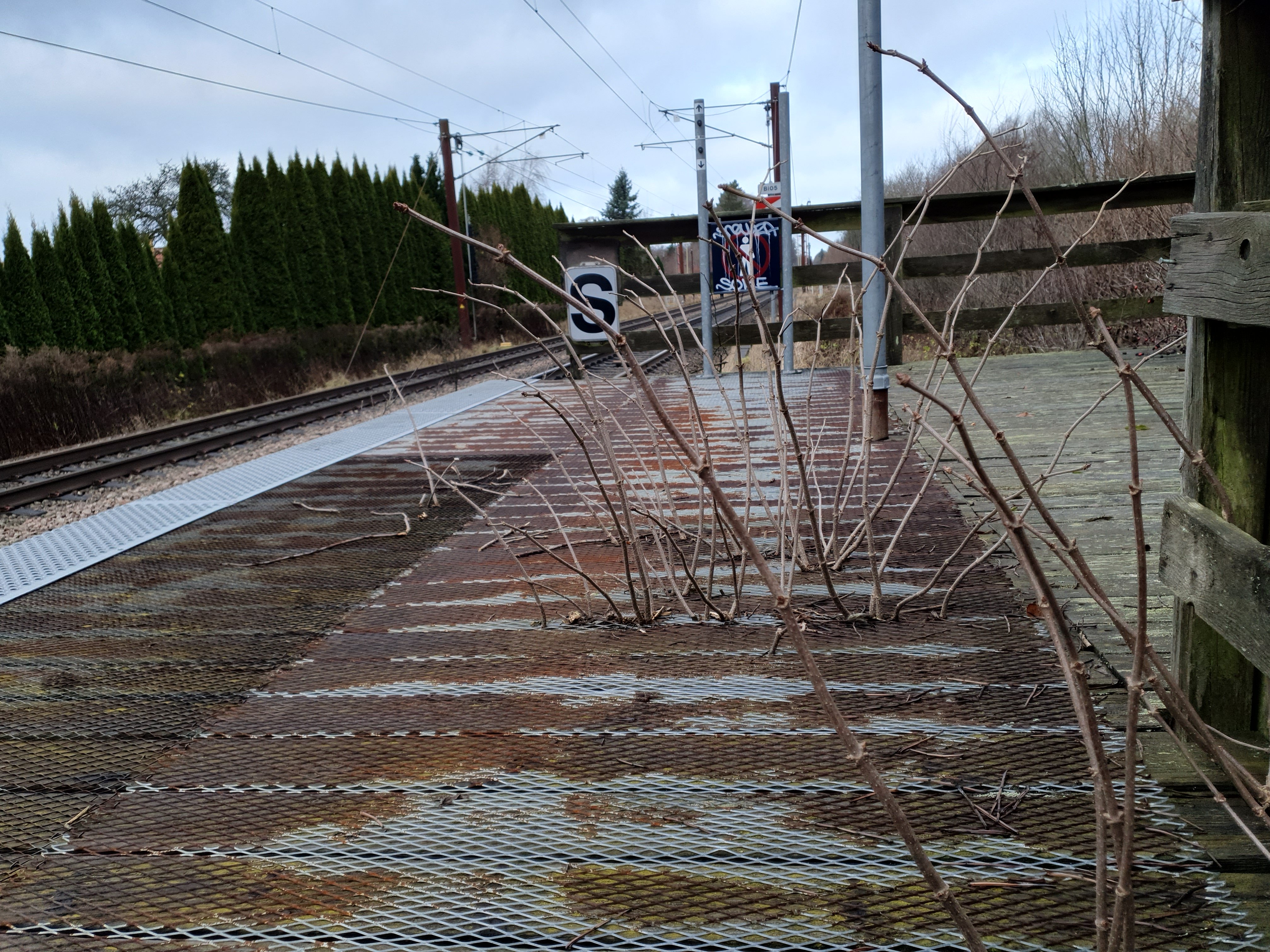 Træerne vokser bogstaveligt talt op gennem perronen på den nedslidte station.