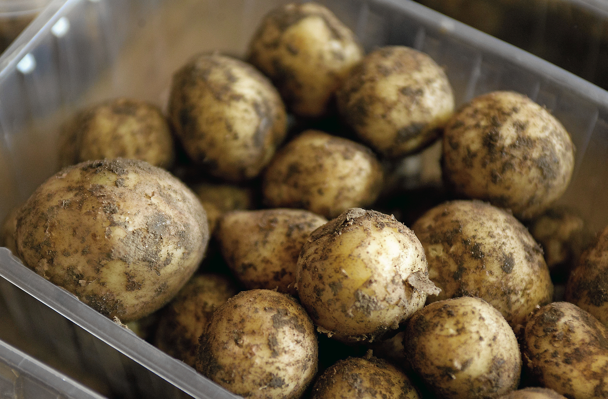 Må man koge kartofler i forurenet vand? Spørgsmålet er blevet aktuelt, efter at der igen er blevet fundet coliforme bakterier i drikkevandet flere stedet i Fredensborg Kommune.