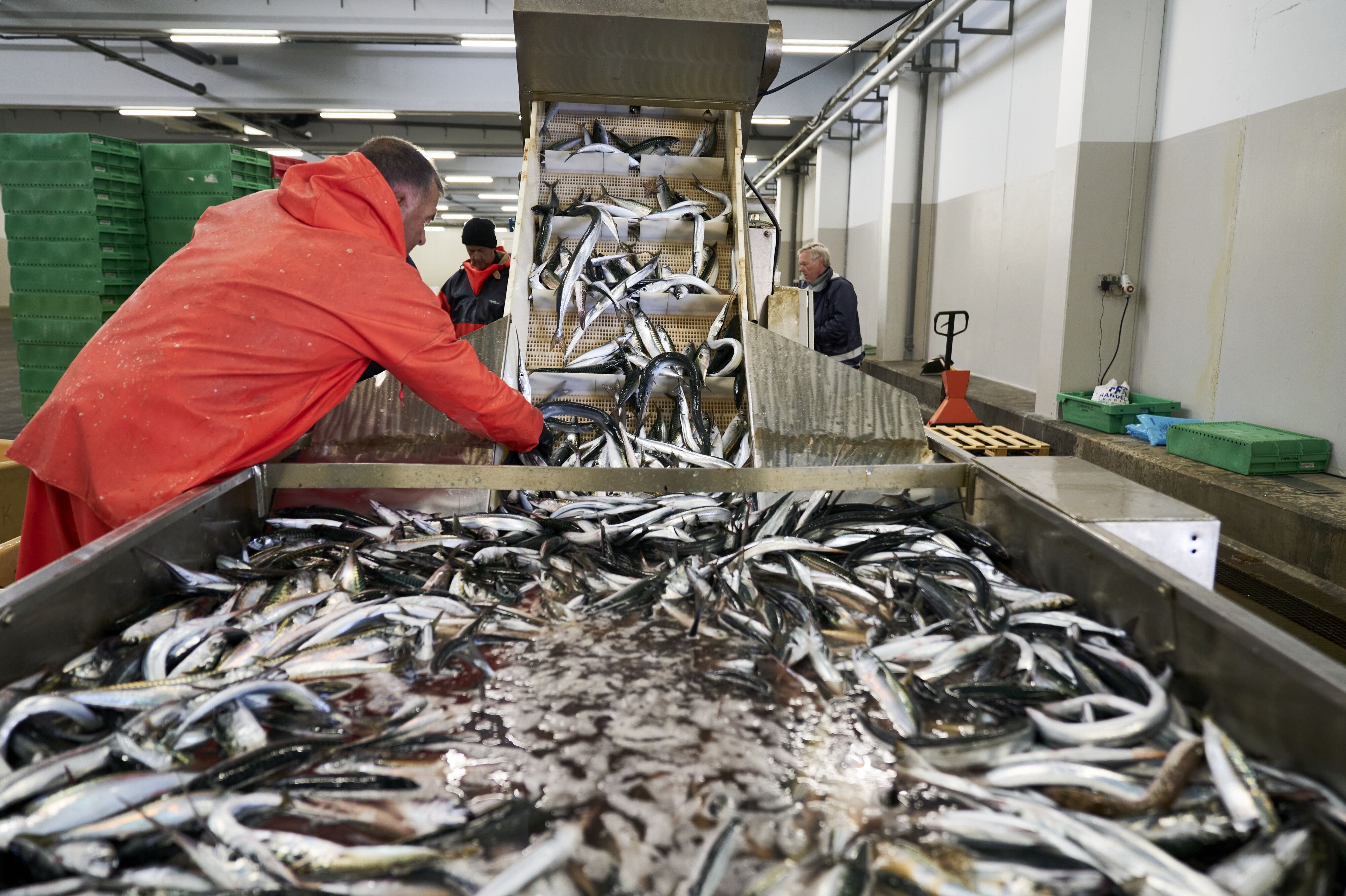 Danmarks Fiskeriforening Producent Organisation bakker op om EU's nye, lavere kvoter for torsk. (Arkivfoto).