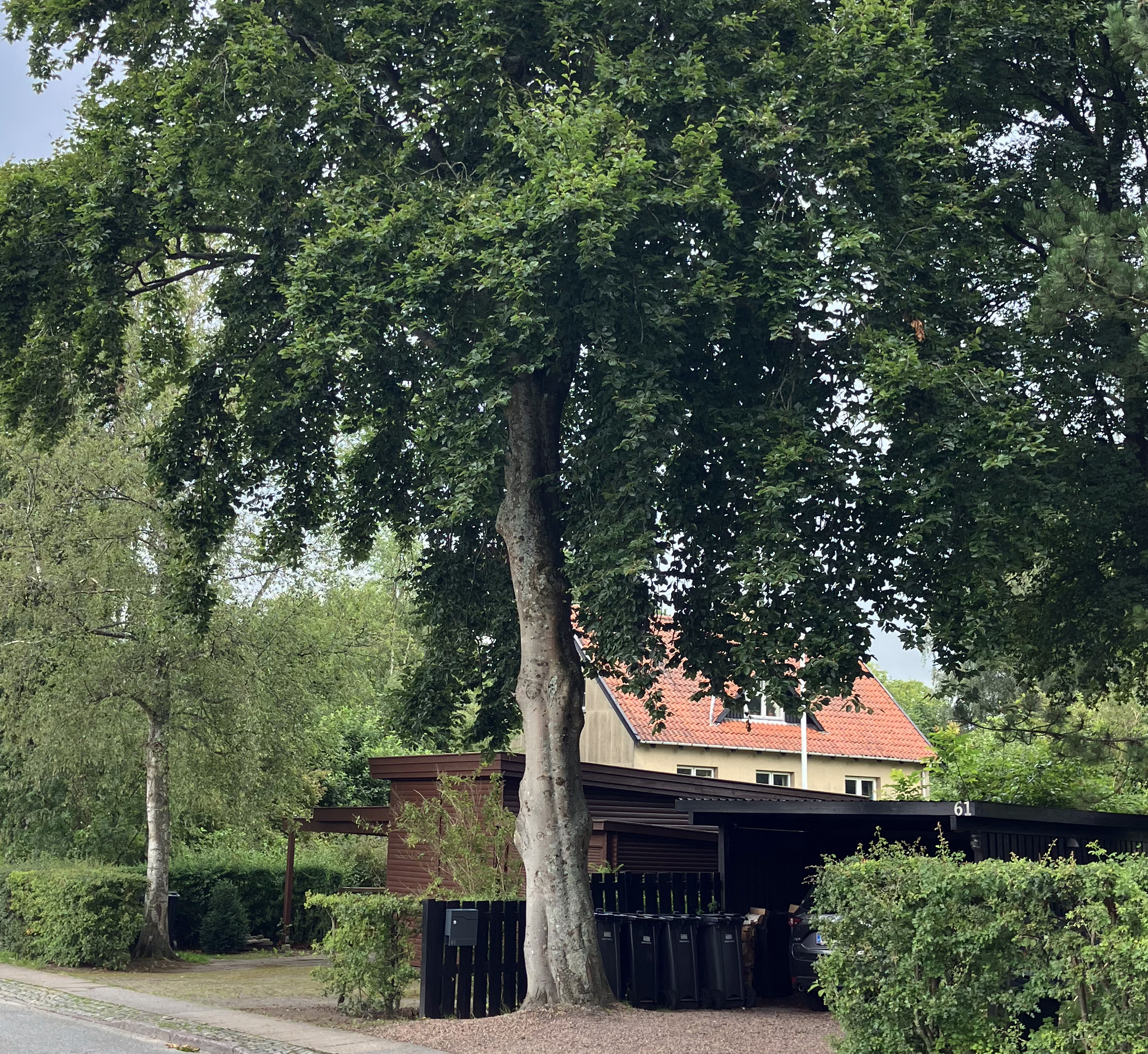 Dette træ er stemplet som bevaringsværdigt i forbindelse med arbejdet med en ny lokalplan for Kajerød-området i Birkerød.