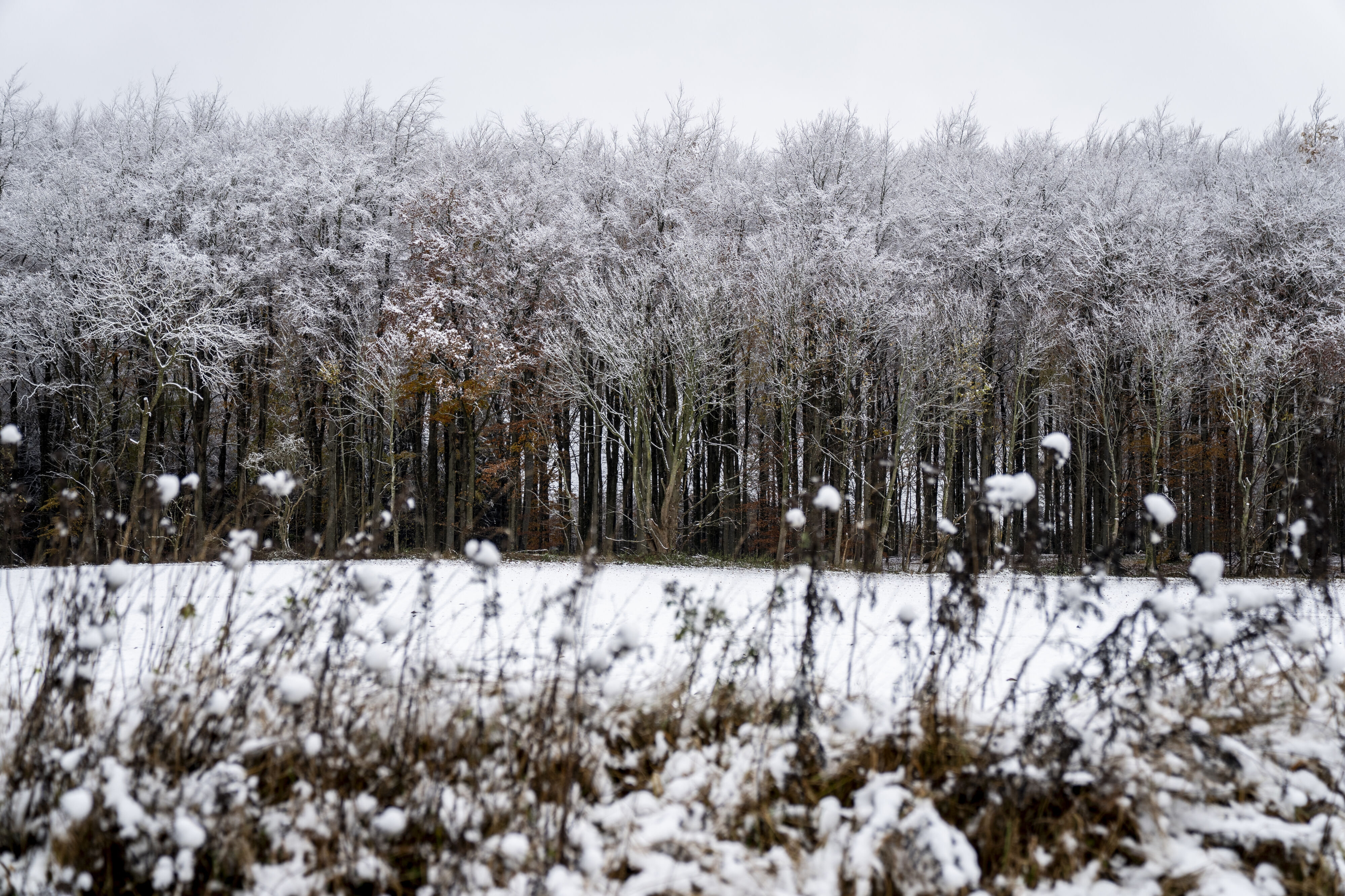Der er udsigt til, at dele af landet kan blive ramt af snefald de kommende dage, lyder meldingen fra DMI. (Arkivfoto).