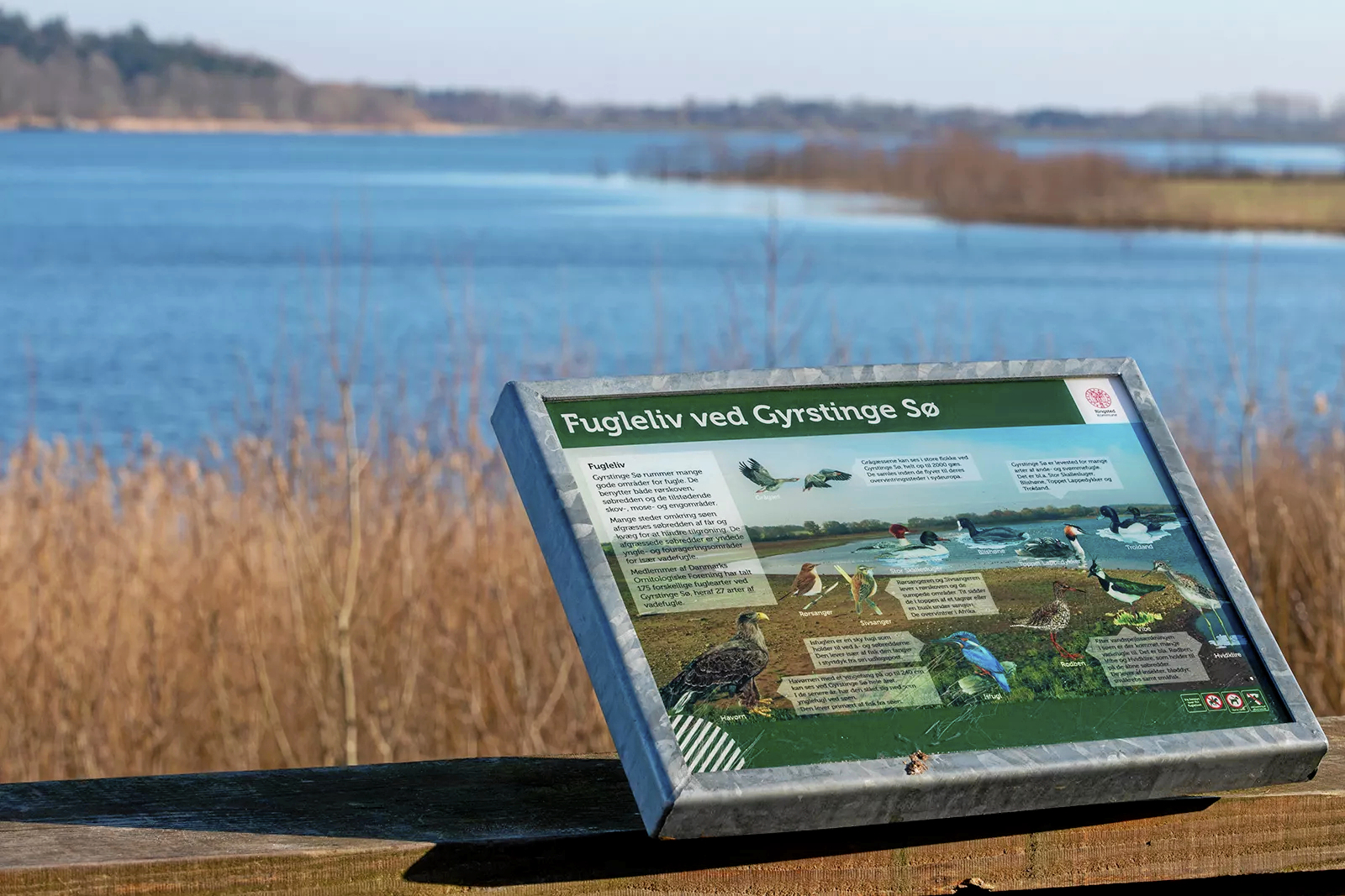 Foreninger og ildsjæle skal måske puste liv i planer for Ringsteds natur.