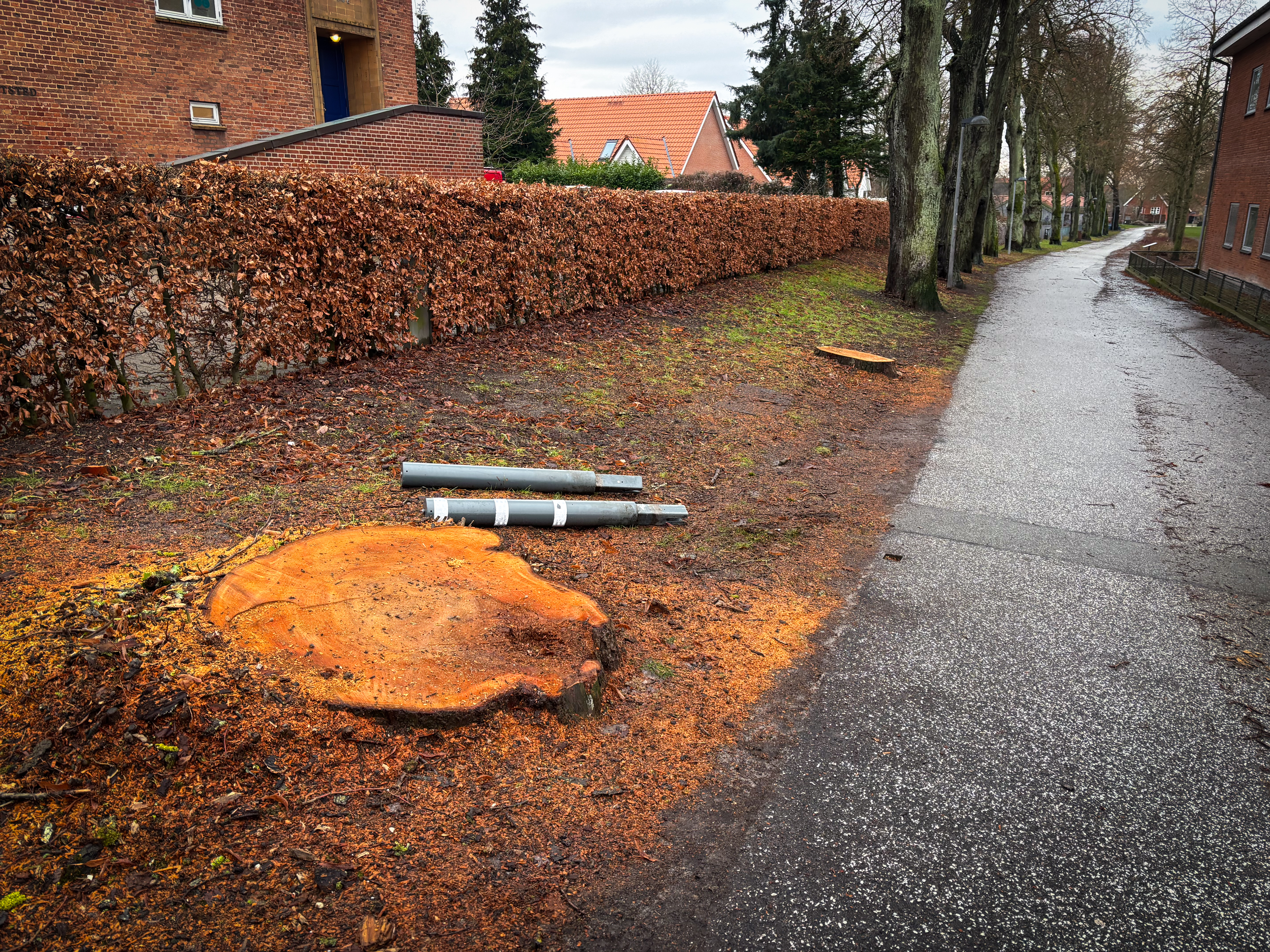 Stien, der binder Hækkerupsvej og Søgade sammen, er blevet to træer fattigere.