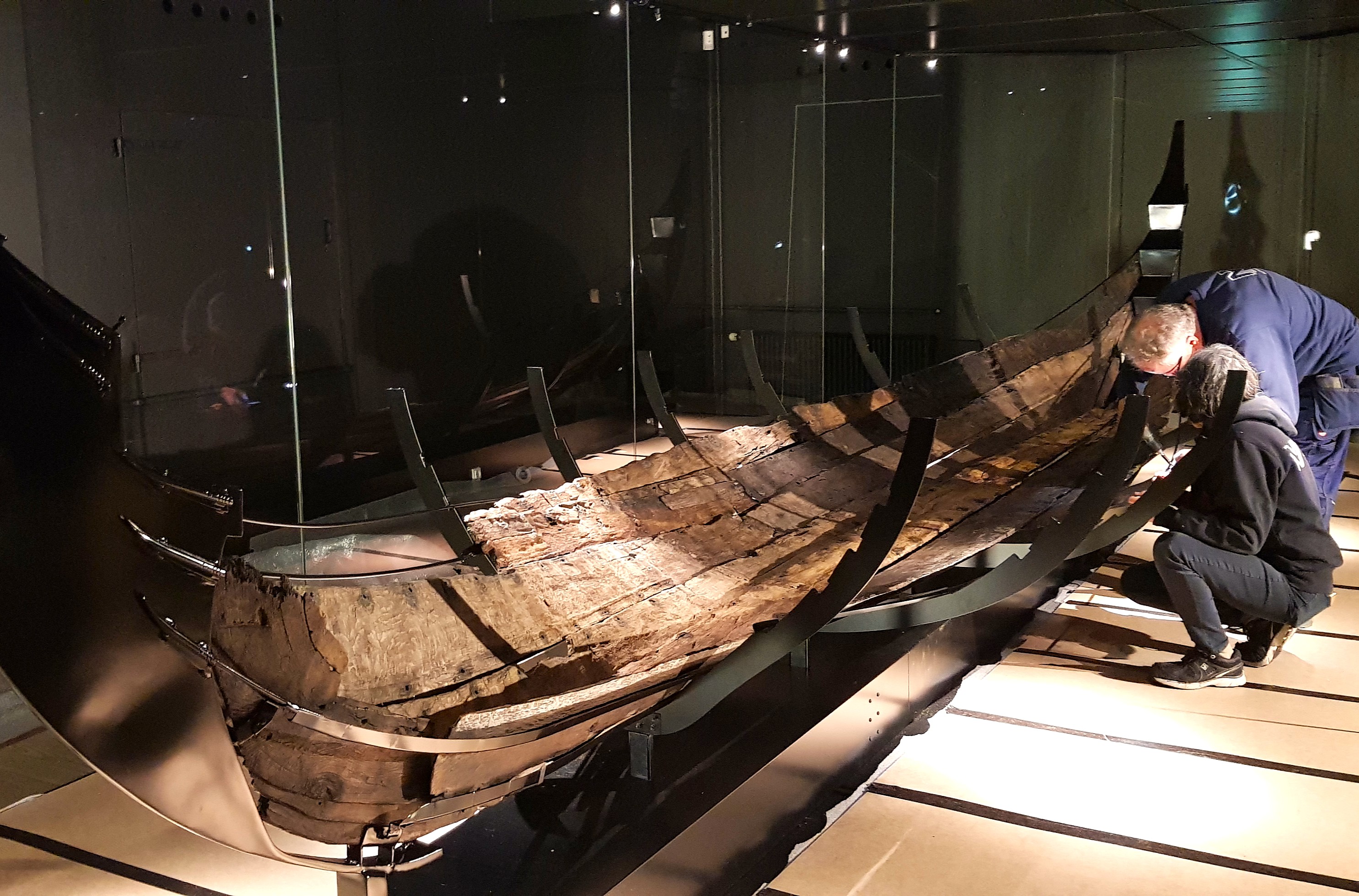 Forskere skal undersøge egetræet i Gislingebåden og andre vikingeskibe.