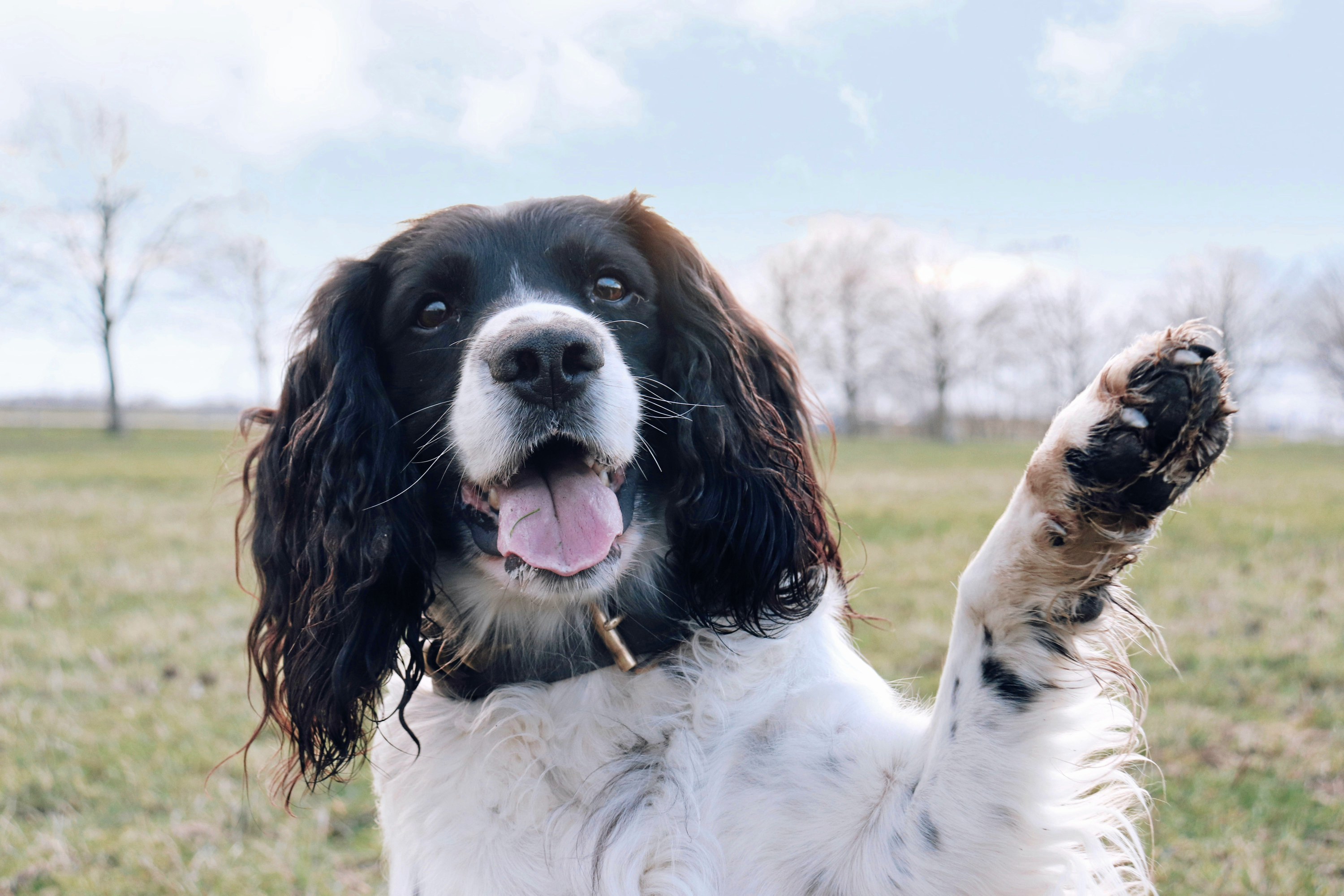 Personalet i Maxi Zoo vejleder om potecremer, beskyttende sokker og viser, hvordan du kan forebygge problemer, så din hund kan gå ture og lege, når det er koldt.