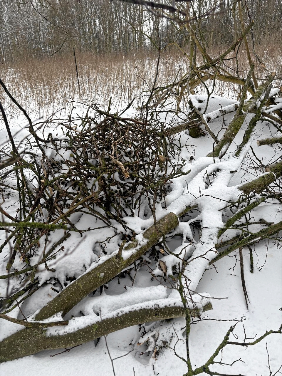 Her ses resterne af havørnenes træ. - DOF BirdLife Her ses resterne af havørnenes træ.