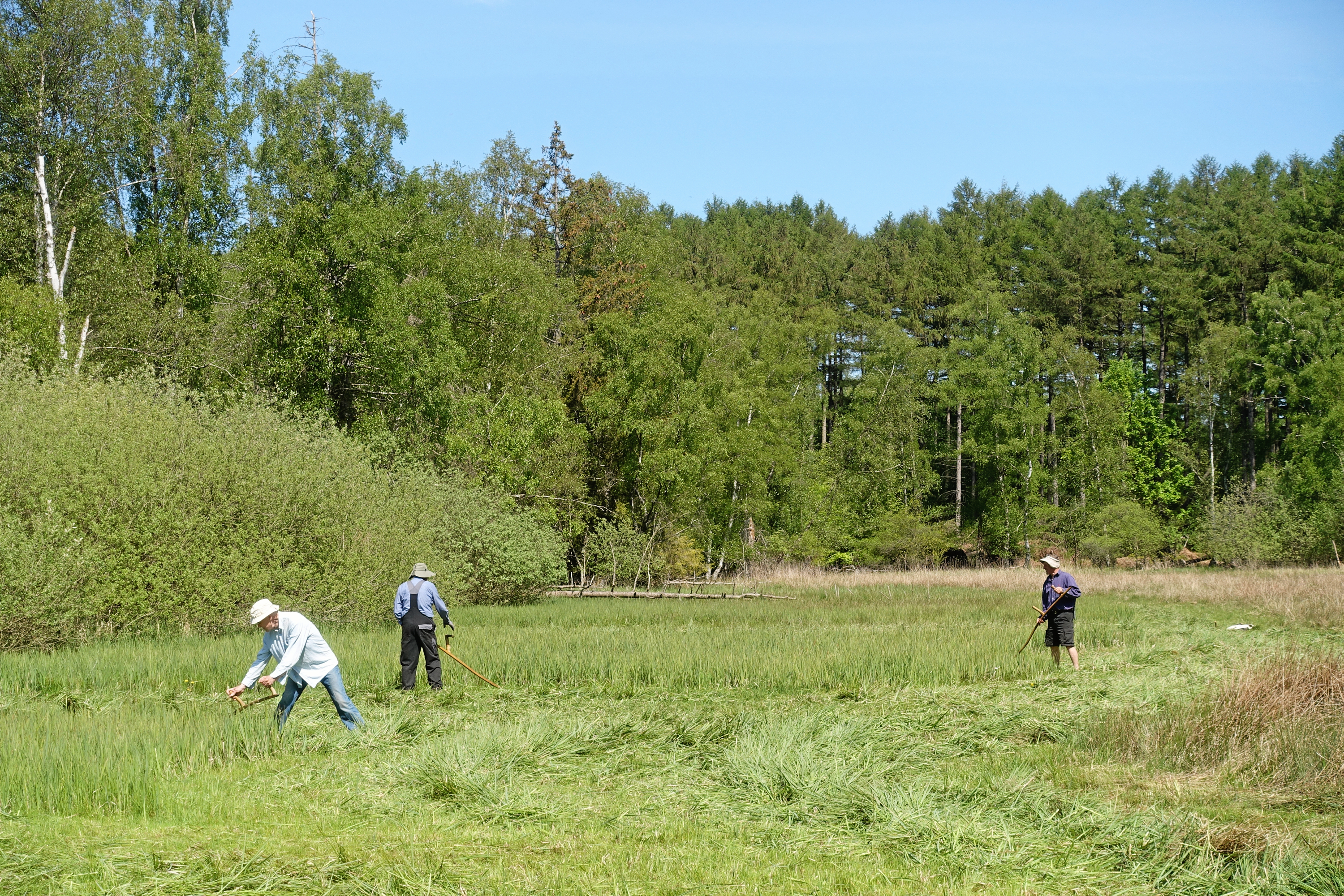På naturfredningsforeningens program for 2026 står blandt andet høslæt.