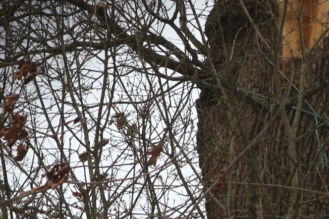 Den nye 'uglelejlighed' kan spottes fra Udrider Allé. - Martin Warming Den nye 'uglelejlighed' kan spottes fra Udrider Allé.
