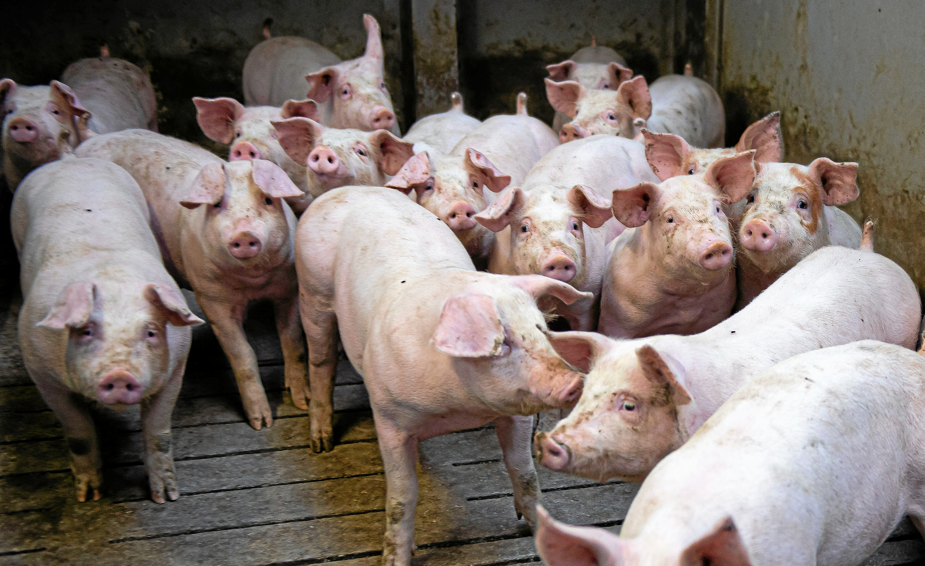 - Når man investerer massivt i biogas, investerer man derfor også i at fastholde et landbrugssystem med store mængder husdyr, tung transport og industriel produktion, skriver Hanne Clemens.
