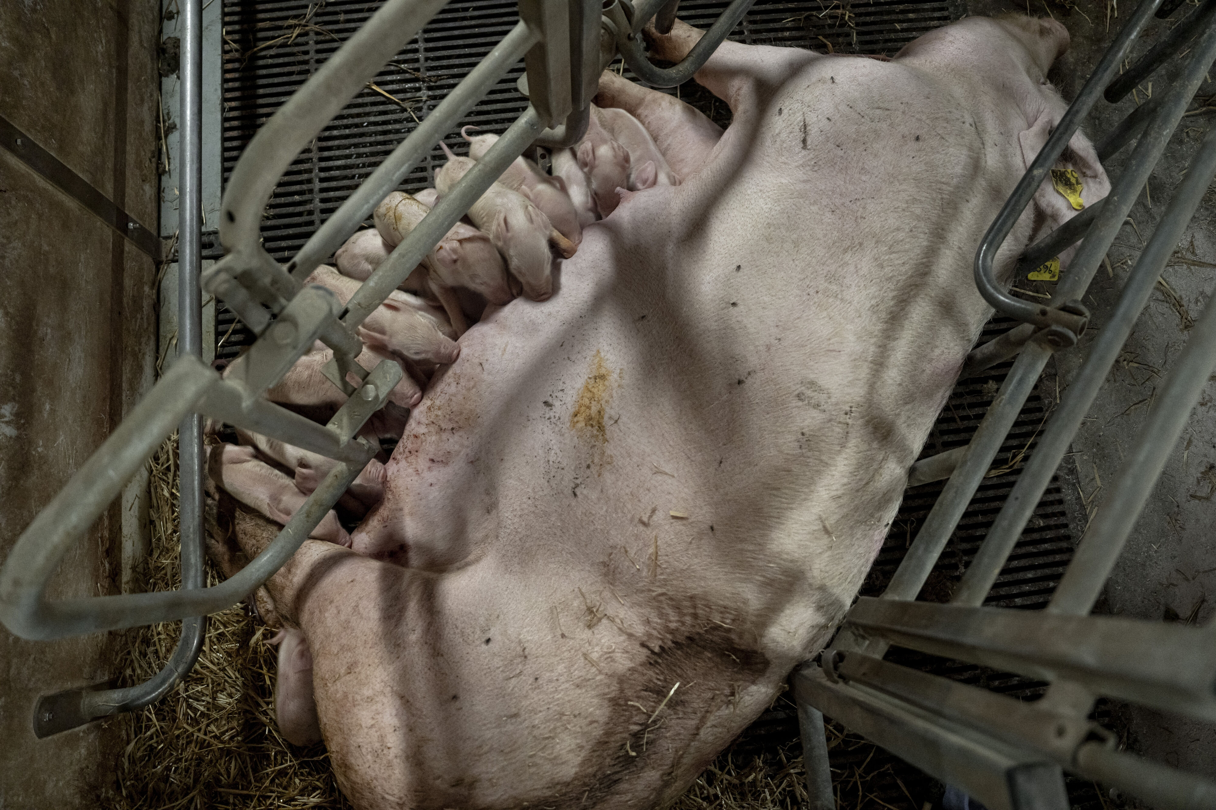 En gris på mellem 50 og 80 kilo skal ifølge loven have 0,55 kvadratmeter at bevæge sig på i et konventionelt landbrug. (Arkivfoto).