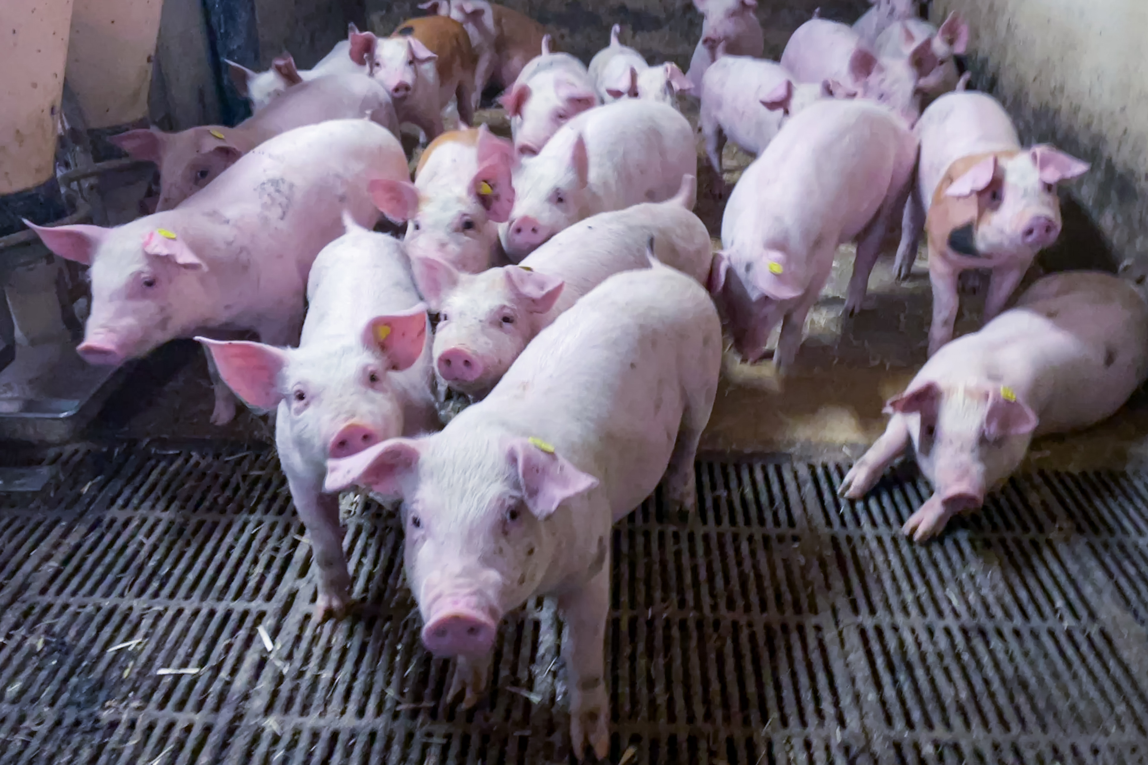 - Hvordan kan dyrevelfærd få så stor en plads?, skriver Erling Svan.