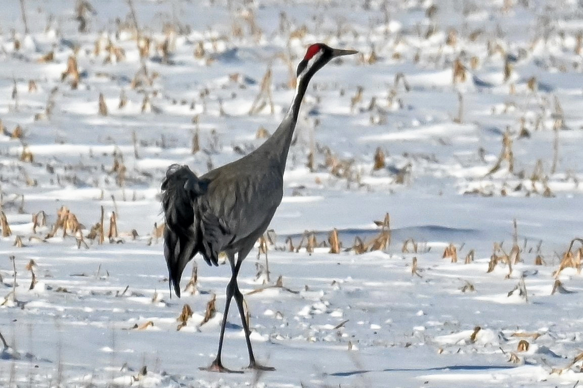 Trods den hårde vinter blev der herhjemme set traner i det sneklædte landskab.