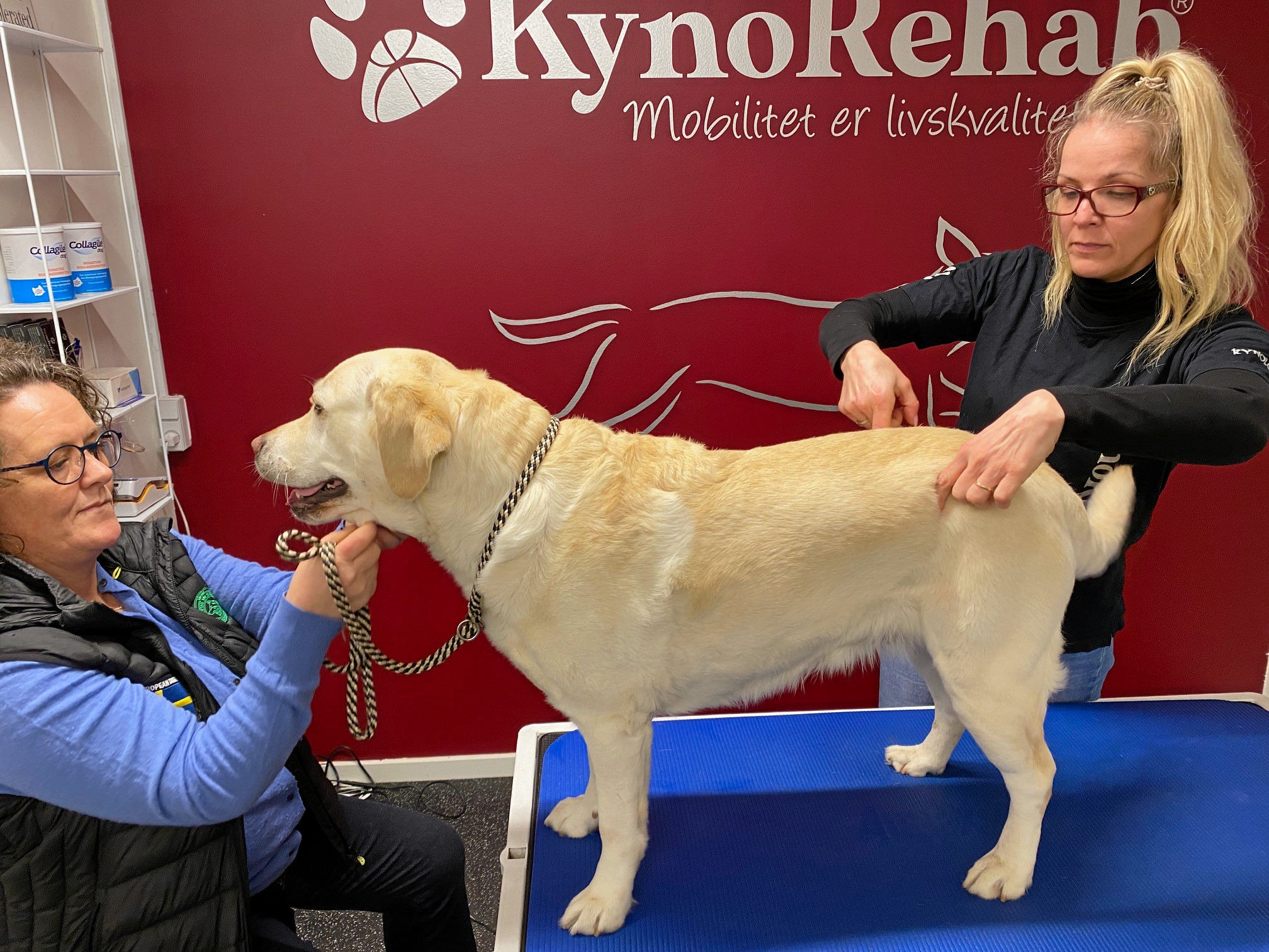 Hundeopdrætter Marie Glenstrup er en af Tabittas faste kunder. Her er det Olga, som får behandling.