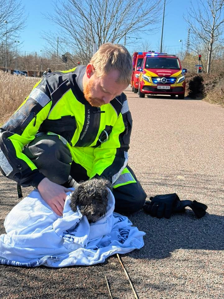 Nu efterlyses ejeren af en hund. - Frederiksborg Brand & Redning Nu efterlyses ejeren af en hund.