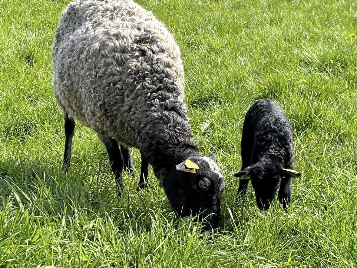 Til åben stald på Fjordgården lørdag den 18. april kan man komme tæt på får og lam.