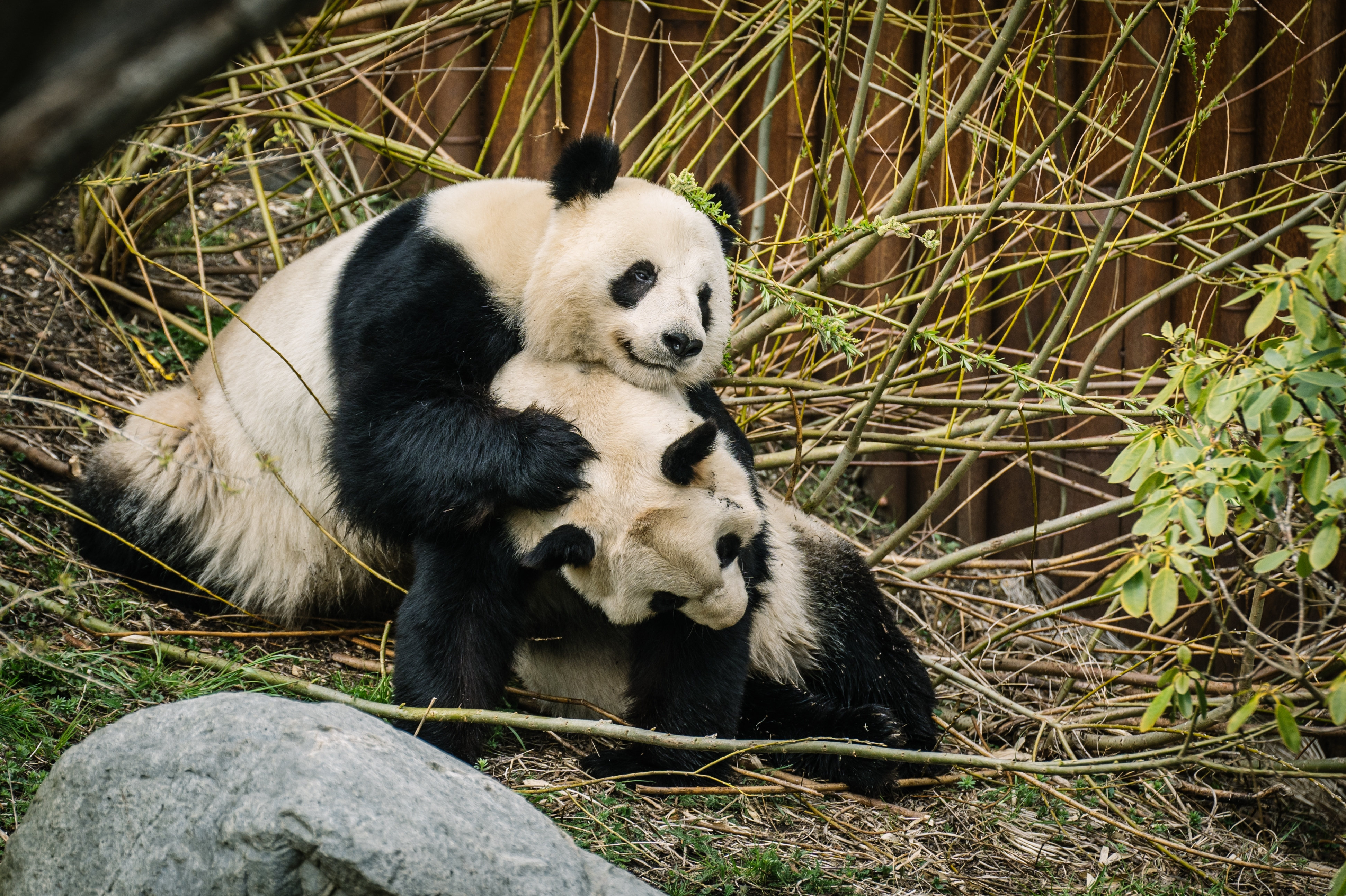 Pandaerne Xing Er og Mao Sun er her fotograferet i Københavns Zoo i  april 2023. I seks år har den zoologiske have forsøgt at få pandaerne til at parre sig naturligt, men det opgives nu. (Arkivfoto).