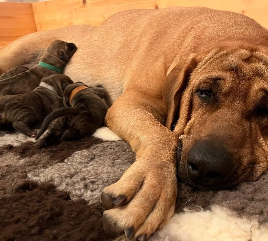 Selvom det langt fra blev en ny rekord, ser mor Freydis lidt træt ud. Det er trods alt stadig lidt hårdt at blive mor til 10. - Privatfoto Selvom det langt fra blev en ny rekord, ser mor Freydis lidt træt ud. Det er trods alt stadig lidt hårdt at blive mor til 10.