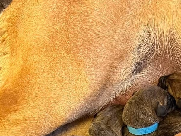 Sådan ser ti små nyfødte broholmerhvalpe ud. Trygt klumpet sammen hos deres mor. - Privatfoto Sådan ser ti små nyfødte broholmerhvalpe ud. Trygt klumpet sammen hos deres mor.