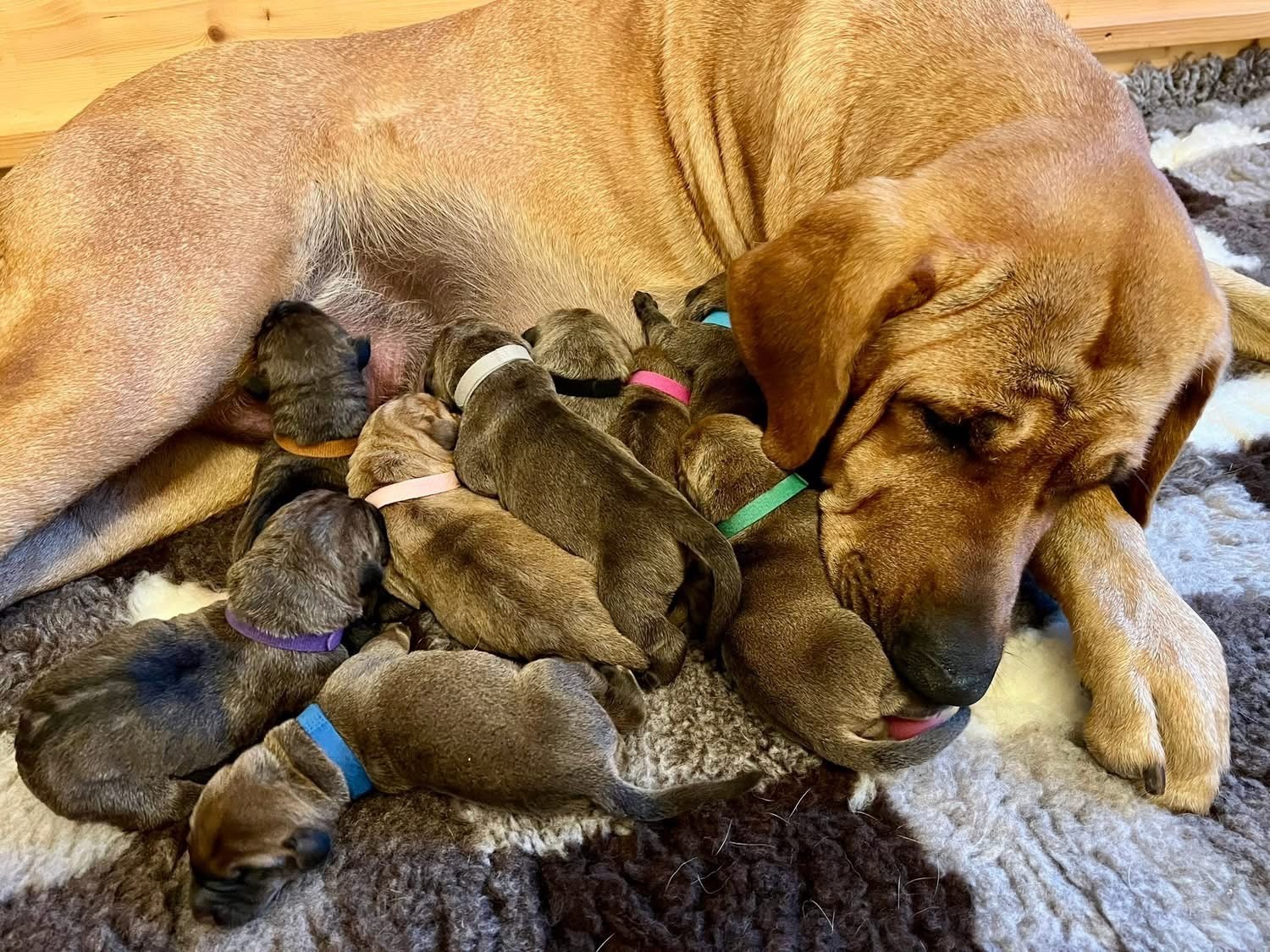 Sidste år slog Højmarksgaardens Kennel verdensrekord med 18 hvalpe i samme kuld. Nu har de fået hvalpe igen - på en anden tæve