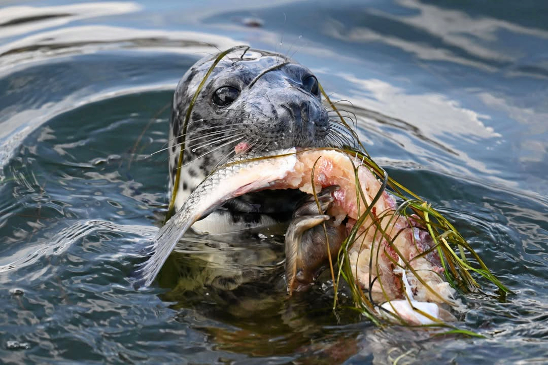 En sæl har i den senere tid boltret sig i både Køge Å, Åbassinet og 'Slipset' i Køge Havn.