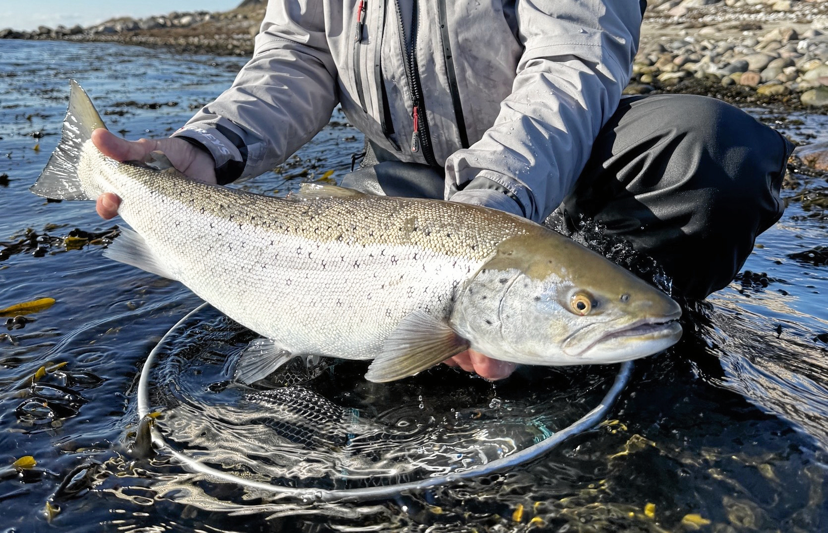 Så er det ud at fange en krabat som denne her.