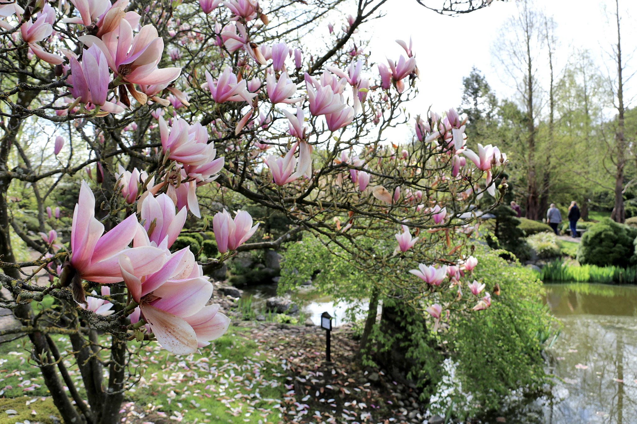 Magnolier, tulipaner og forårsblomster er allerede godt på vej, og de første gæster kan opleve, hvordan naturen vågner til live i Birkegårdens Haver.