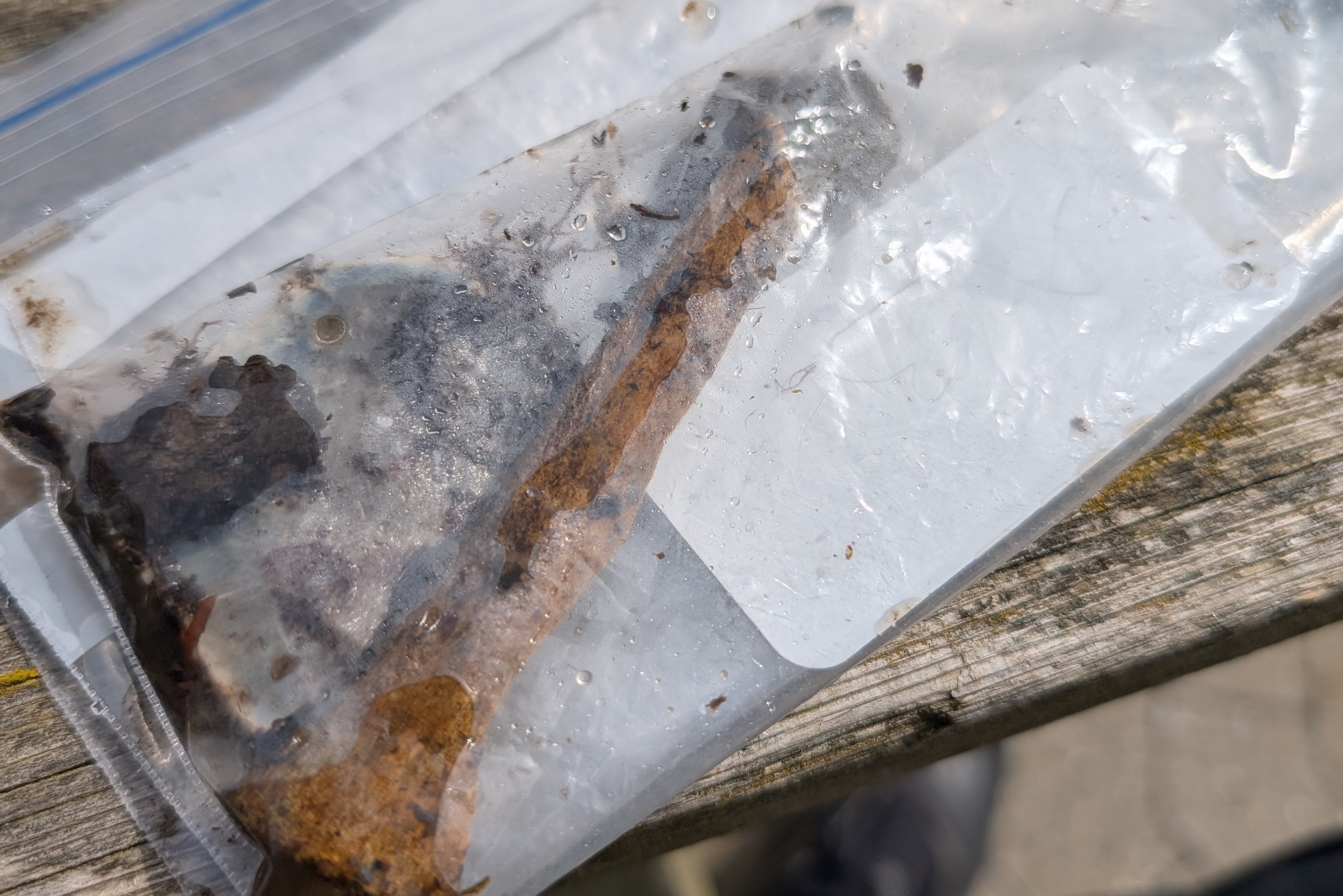 Et større fragment af en knogle blev i weekenden fundet under et forskningsdyk. Der er flere muligheder for at undersøge det.