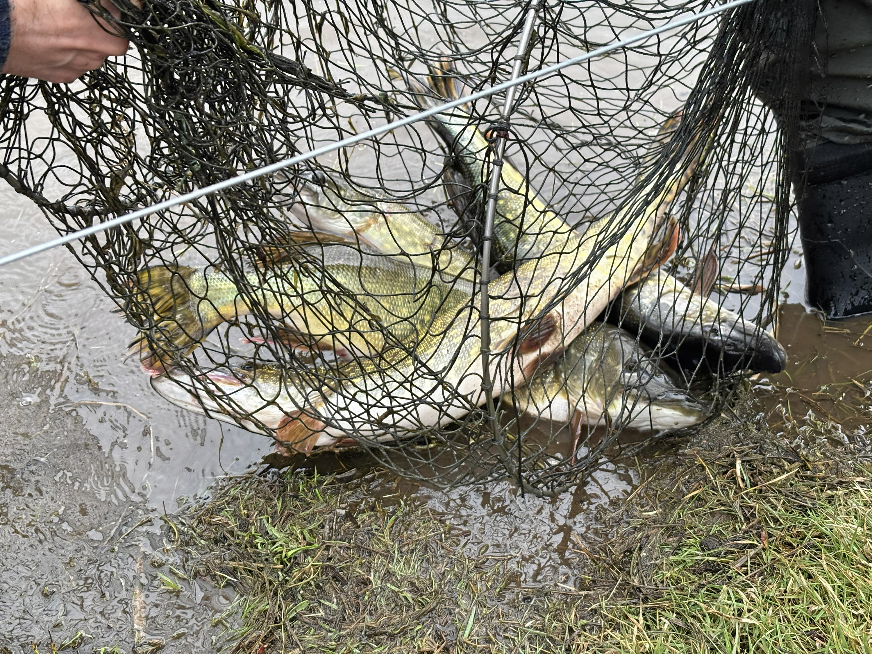 For fjerde år i træk er biologerne i gang med en storstilet redningsaktion af den truede brakvandsgedde.