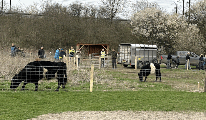 Hyldager Bakker Syd er et bakket naturområde ved Albertslund Syd, hvor man blandt andet finder den populære legeplads Isfuglen, et anlagt mountainbikespor og nu også to gallowaykvæg.