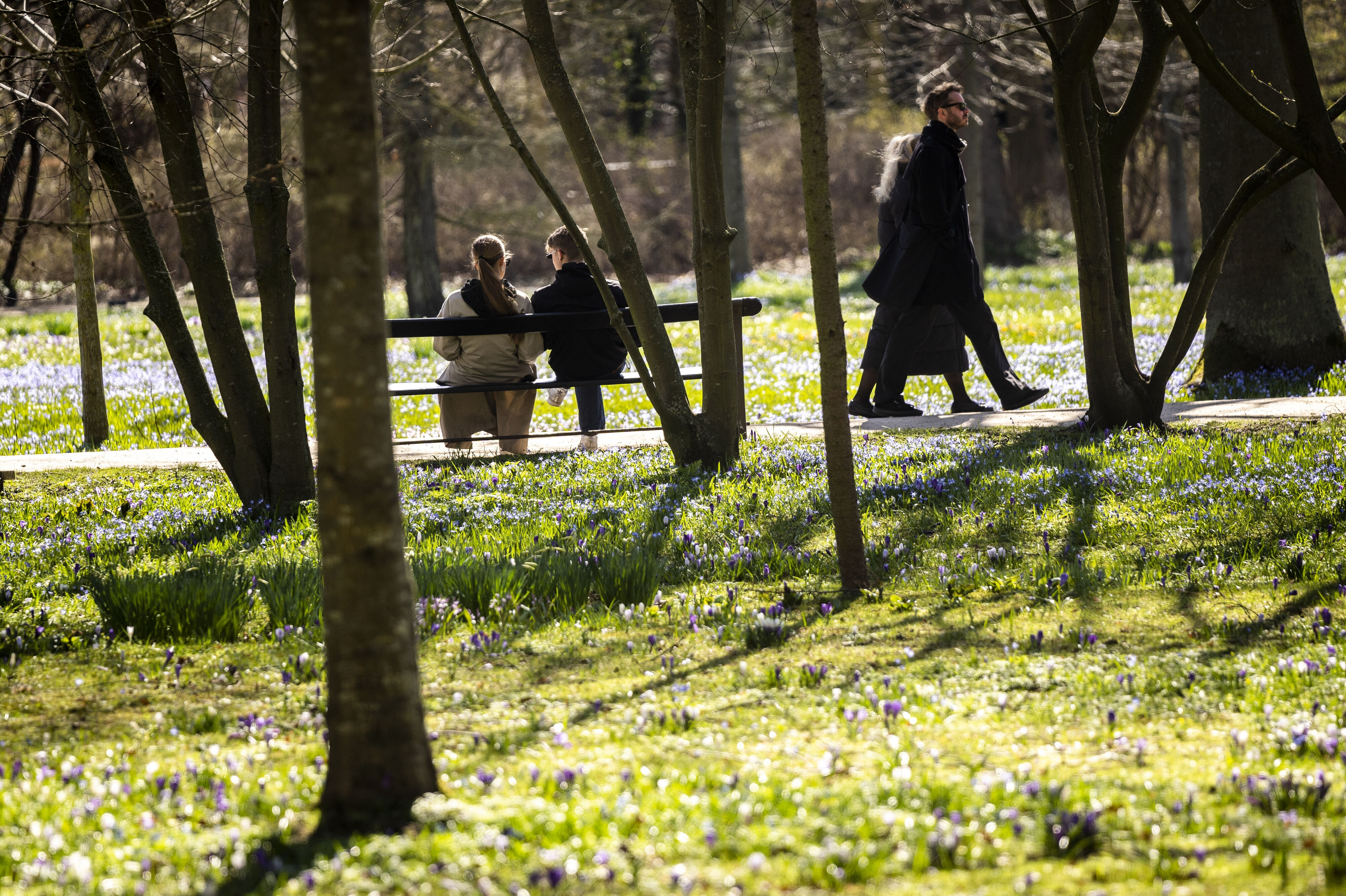En mand gik tirsdag en tur i Frederiksberg Have og blev ramt af en gren, der faldt fra et træ. Han behandles for sine skader, oplyser politiet. (Arkivfoto).