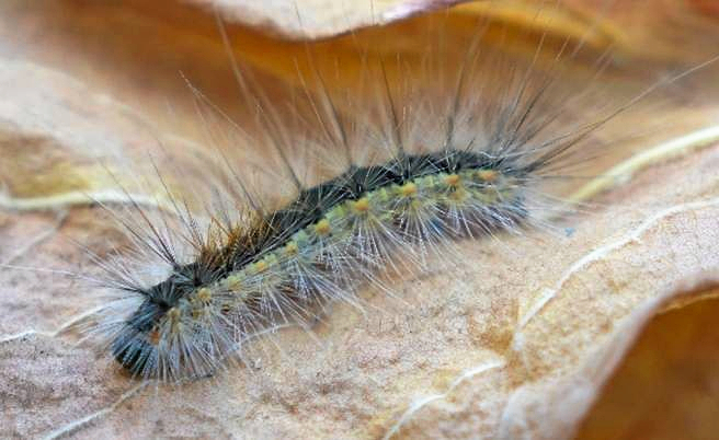 Den frygtede larve, kendt som larven fra helvede, spreder sine små, giftige brandhår fra nu af og frem til juli, og det kan få alvorlige sundhedsmæssige konsekvenser for både mennesker og dyr.