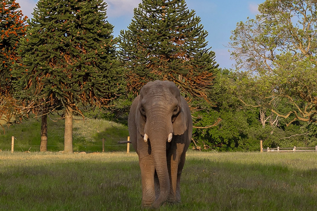 Lara kom til Knuthenborg Safaripark i 2020 efter at have tilbragt næsten hele sit liv i cirkus. (PR-foto).