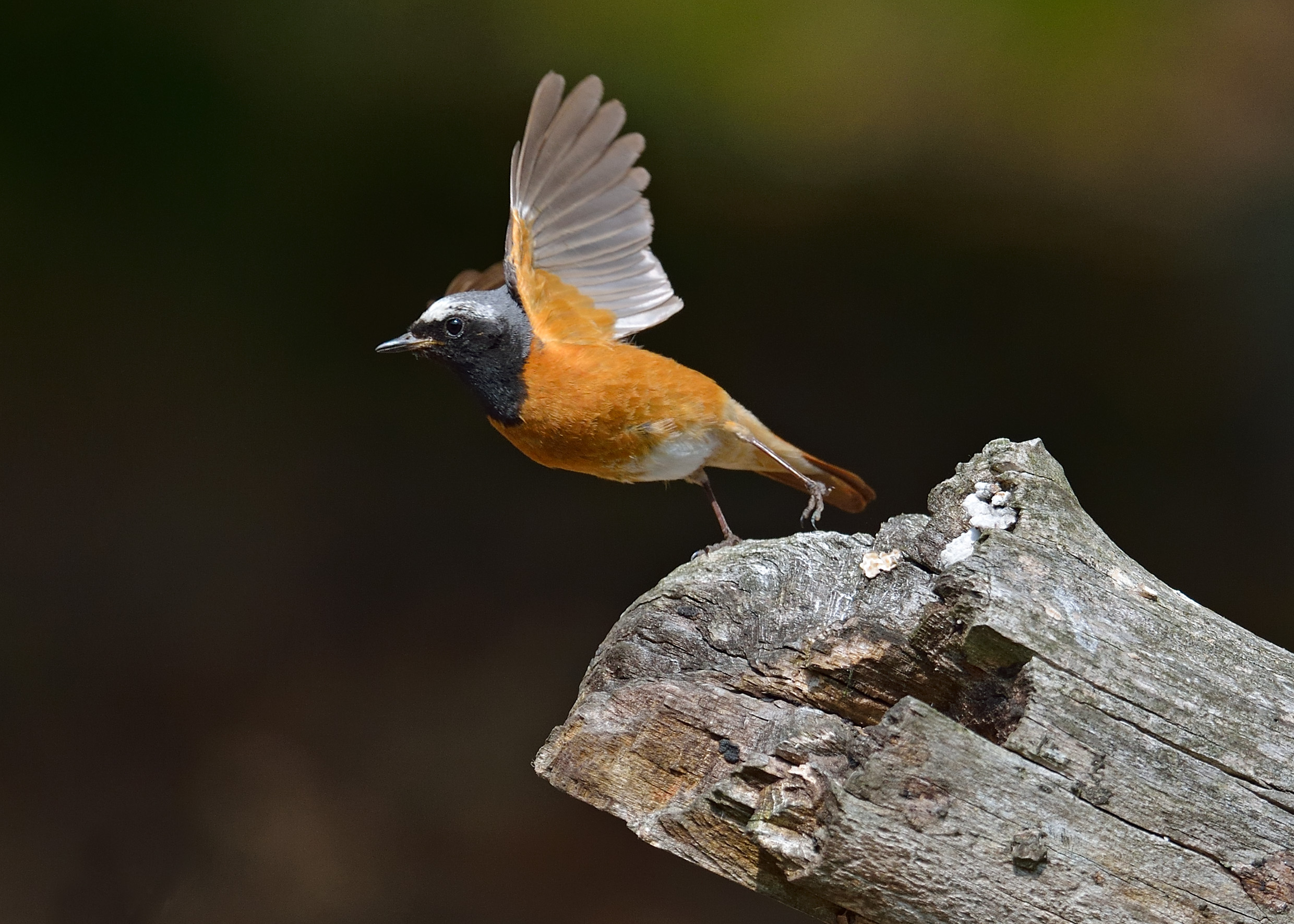 Rødstjerten er en af de fugle, deltagerne kan være heldige at høre på fuglestemmeturen ved Ravnstrup Sø.