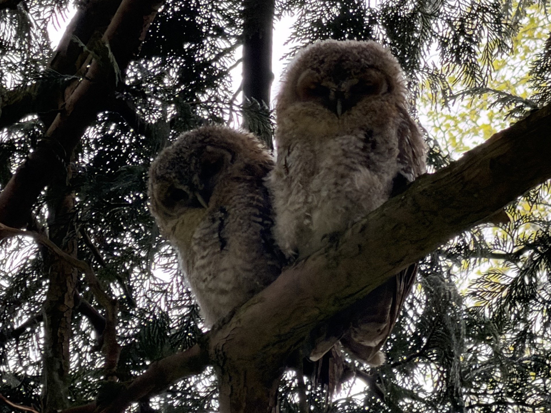 Så bliver det ikke meget mere nuttet. Disse to buskede babyer kan i øjeblikket opleves i et træ midt i Roskilde by, hvis man er stille og kigger godt efter.