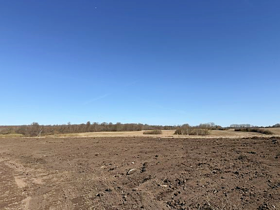 Et gammelt landbrugsareal bliver nu plantet til med træer, så det kan blive til uberørt skov i fremtiden.