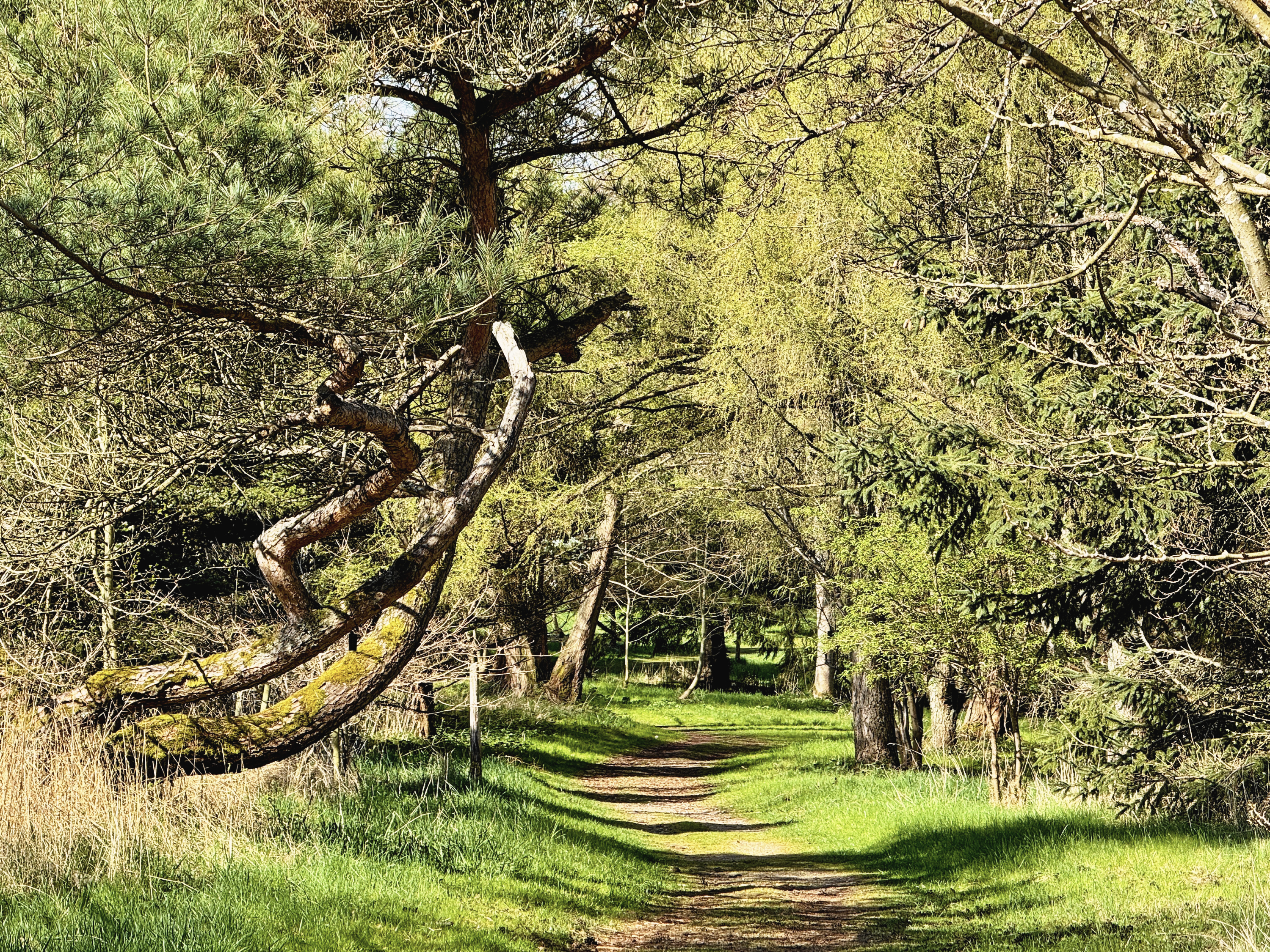 Mellem træer fra hele verden samles gæster og fagfolk i Arboretet i Hørsholm til arrangementer, forskning og undervisning i skovens mangfoldighed.