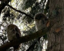 Selv om man skal holde sig på afstand, kan man godt gå et glimt af de små ugle-fjertotter