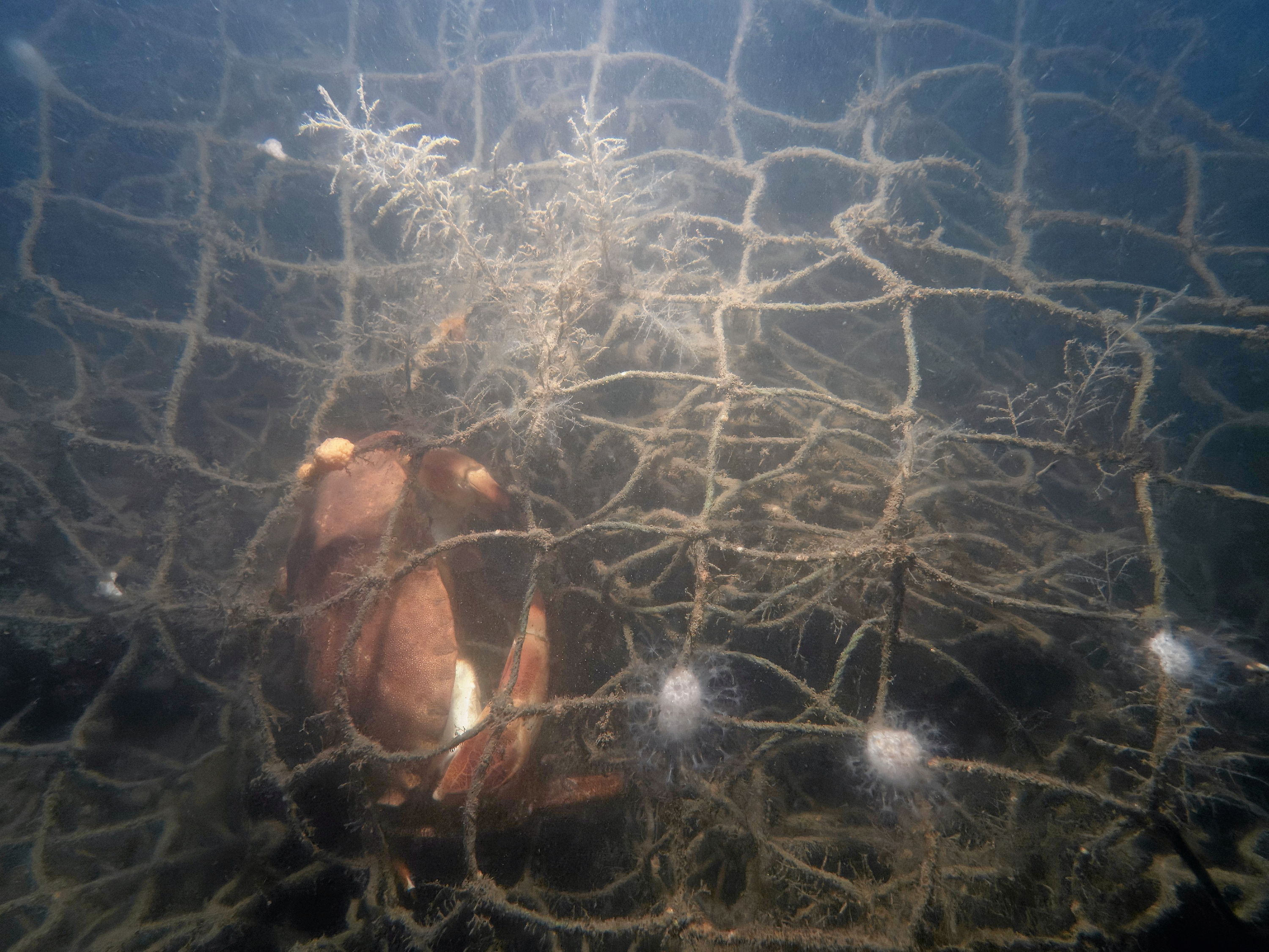 Dykkerne deltager i projektet “Havets Spøgelser”, der ledes af Ocean Plastic Forum og har til formål at lokalisere samt fjerne tabte fiskeredskaber fra havbunden.