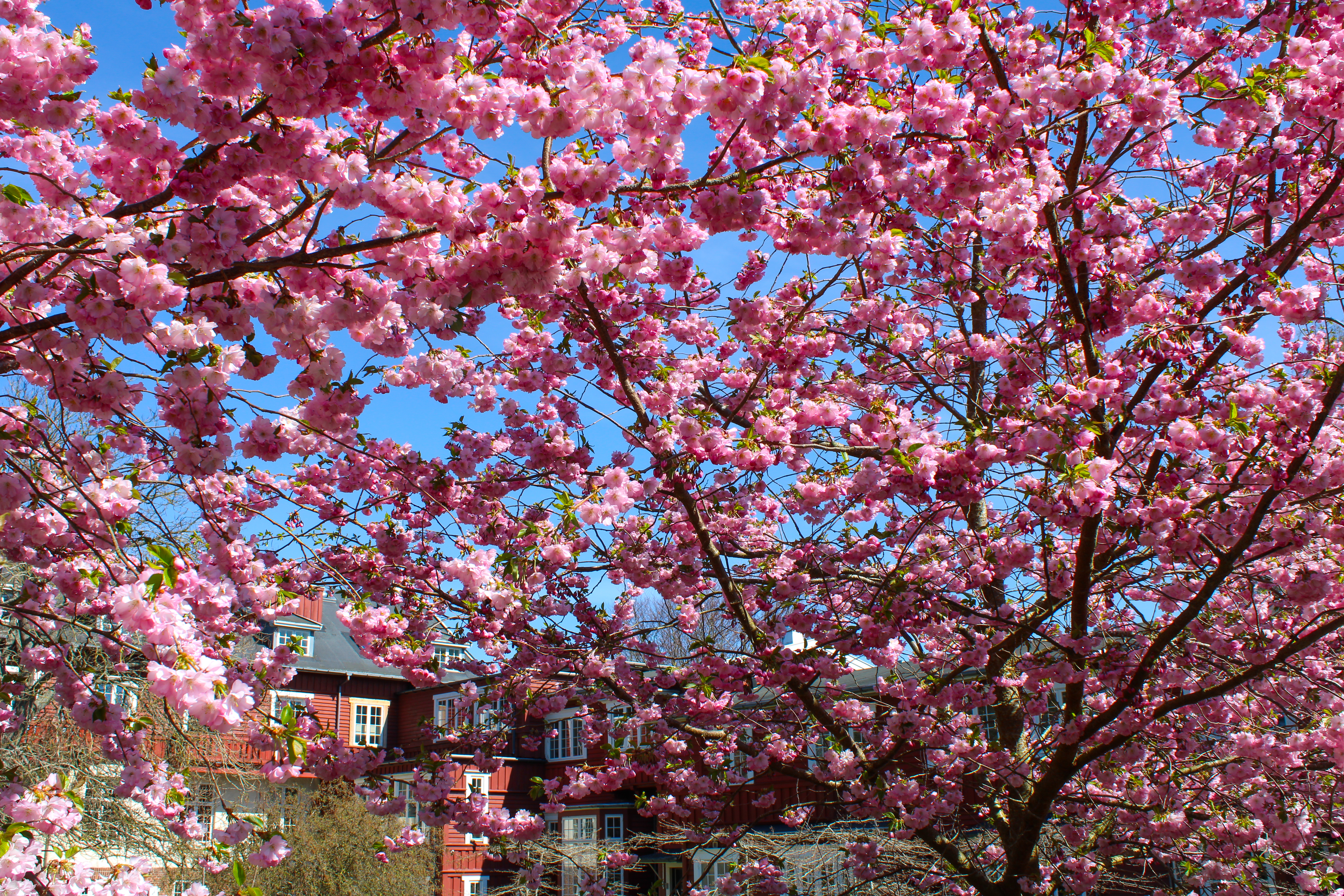 Hotellet er næsten helt gemt bag træerne.