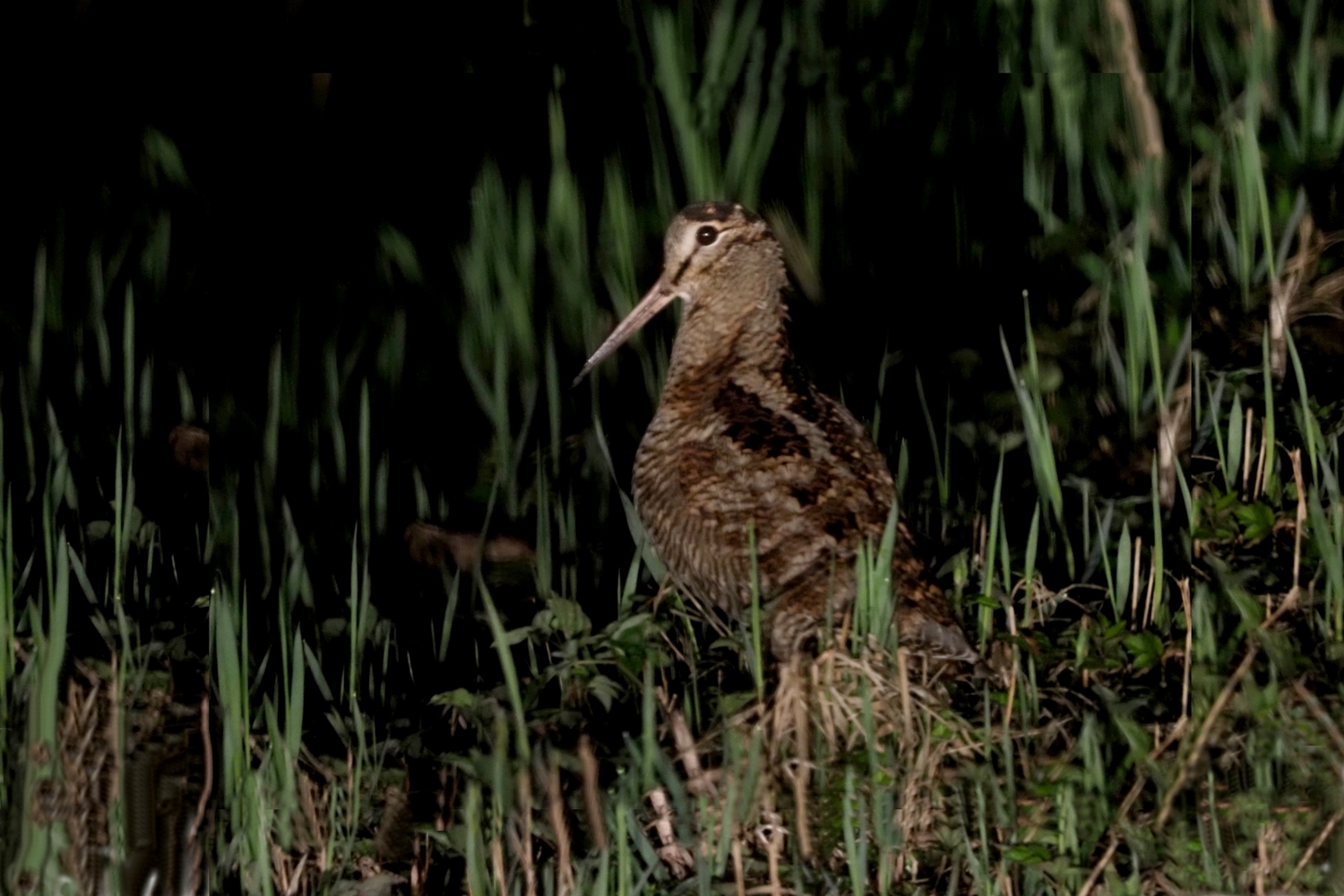 En skovsneppe efter mørkets frembrud.
