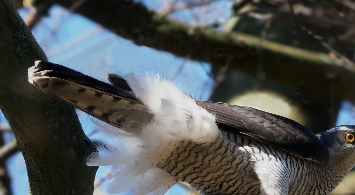 Intet undgår duehøgehannens skarpe blik. - Torkild Kristensen Intet undgår duehøgehannens skarpe blik.