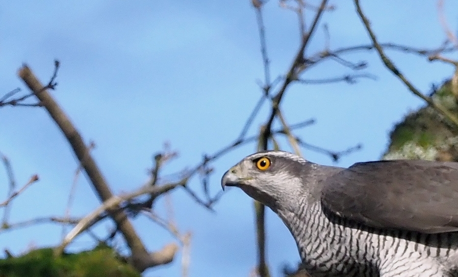 Så er fangsten en realitet. - Torkild Kristensen Så er fangsten en realitet.