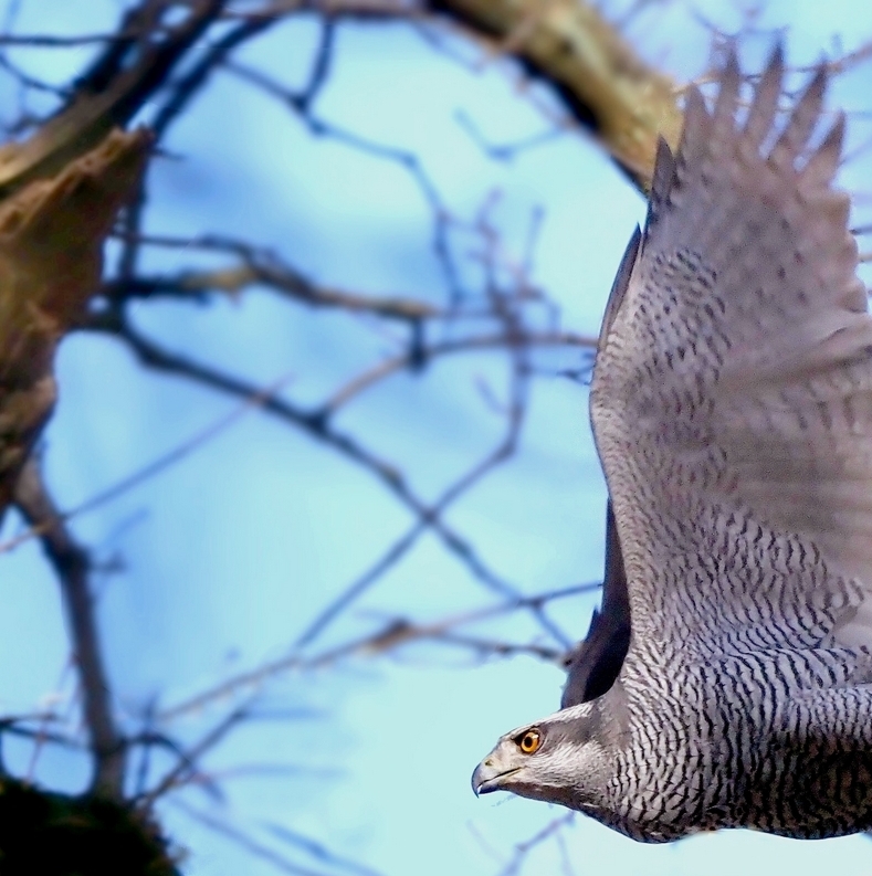 Og så er hannen på vej hjem med byttet: 1 stk. skovsneppe. - Torkild Kristensen Og så er hannen på vej hjem med byttet: 1 stk. skovsneppe.