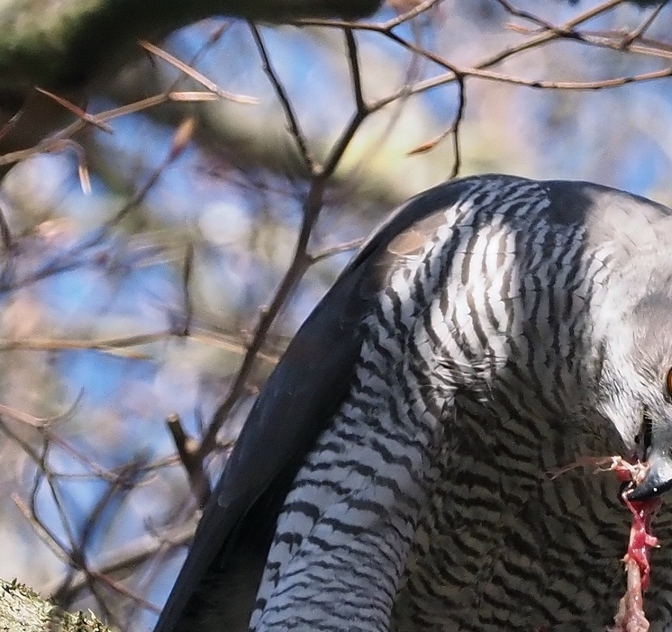 Duehøgehunnen mæsker sig i skovsneppen. - Torkild Kristensen Duehøgehunnen mæsker sig i skovsneppen.
