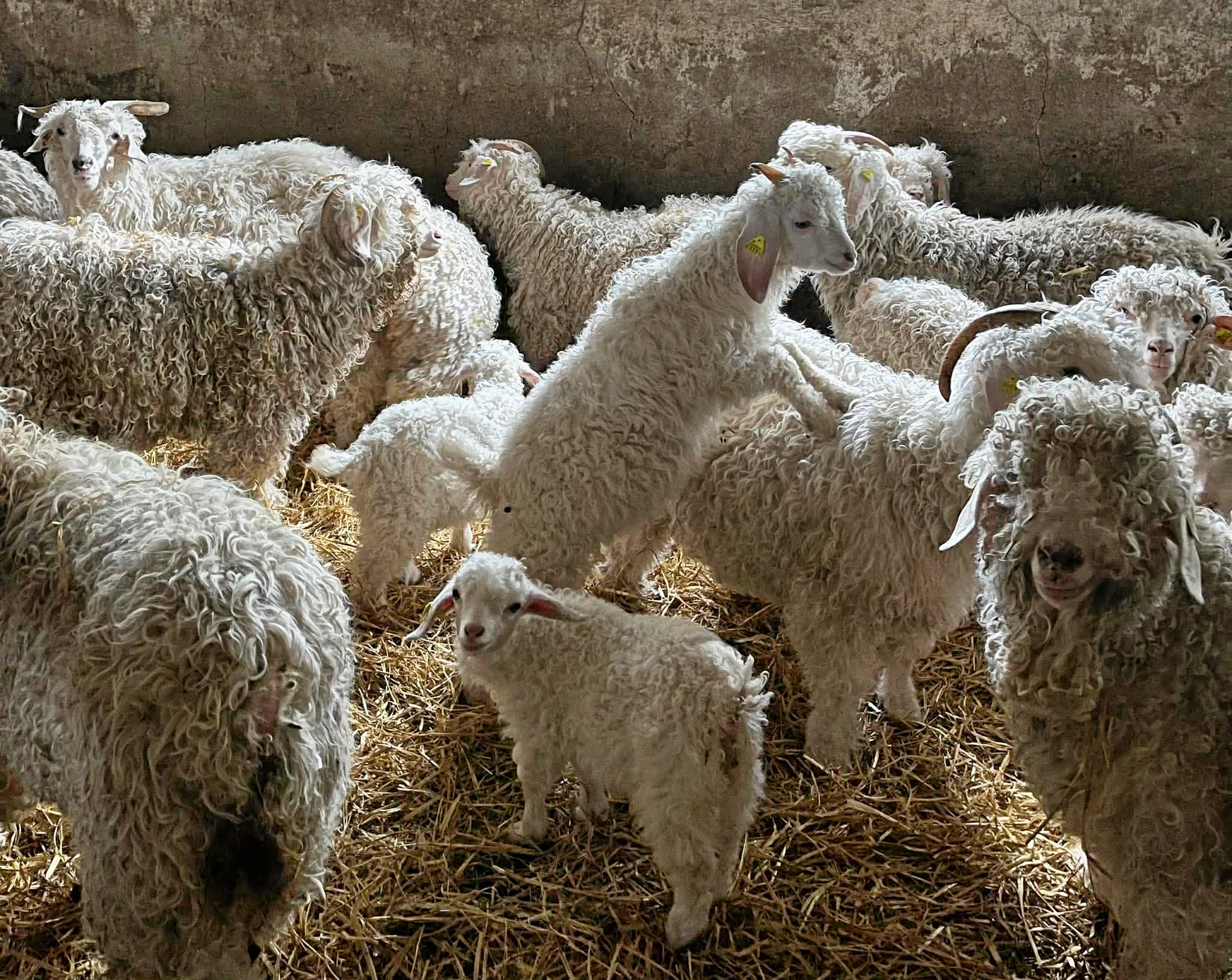 Stenmarksgården åbner for gedeglæder med masser af mohair, alpakaer og nyfødte lam.