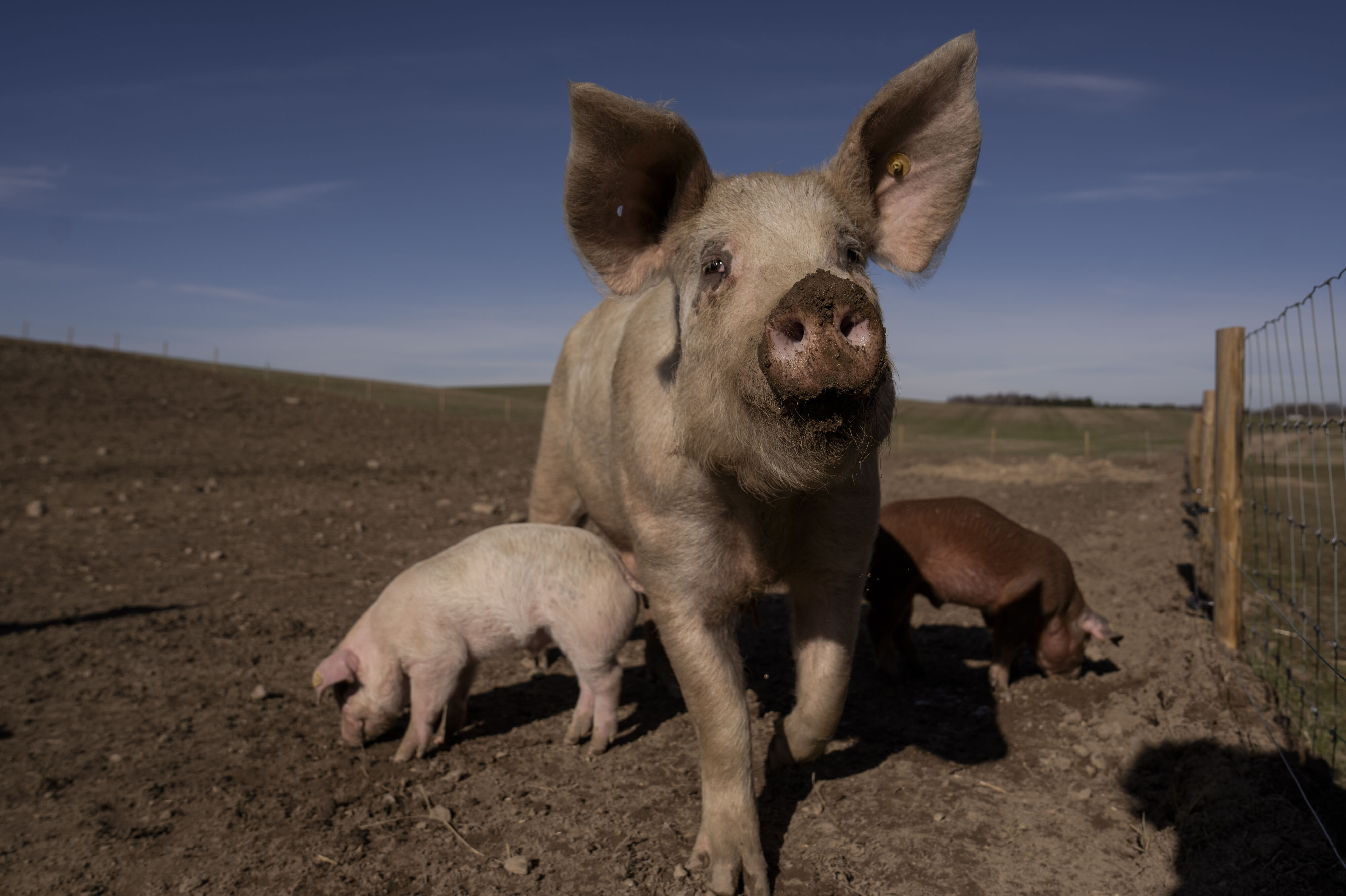 Kontrollen med griseproduktionen i Danmark får hård kritik med på vejen i ny rapport fra Rigsrevisionen. (Arkivfoto).