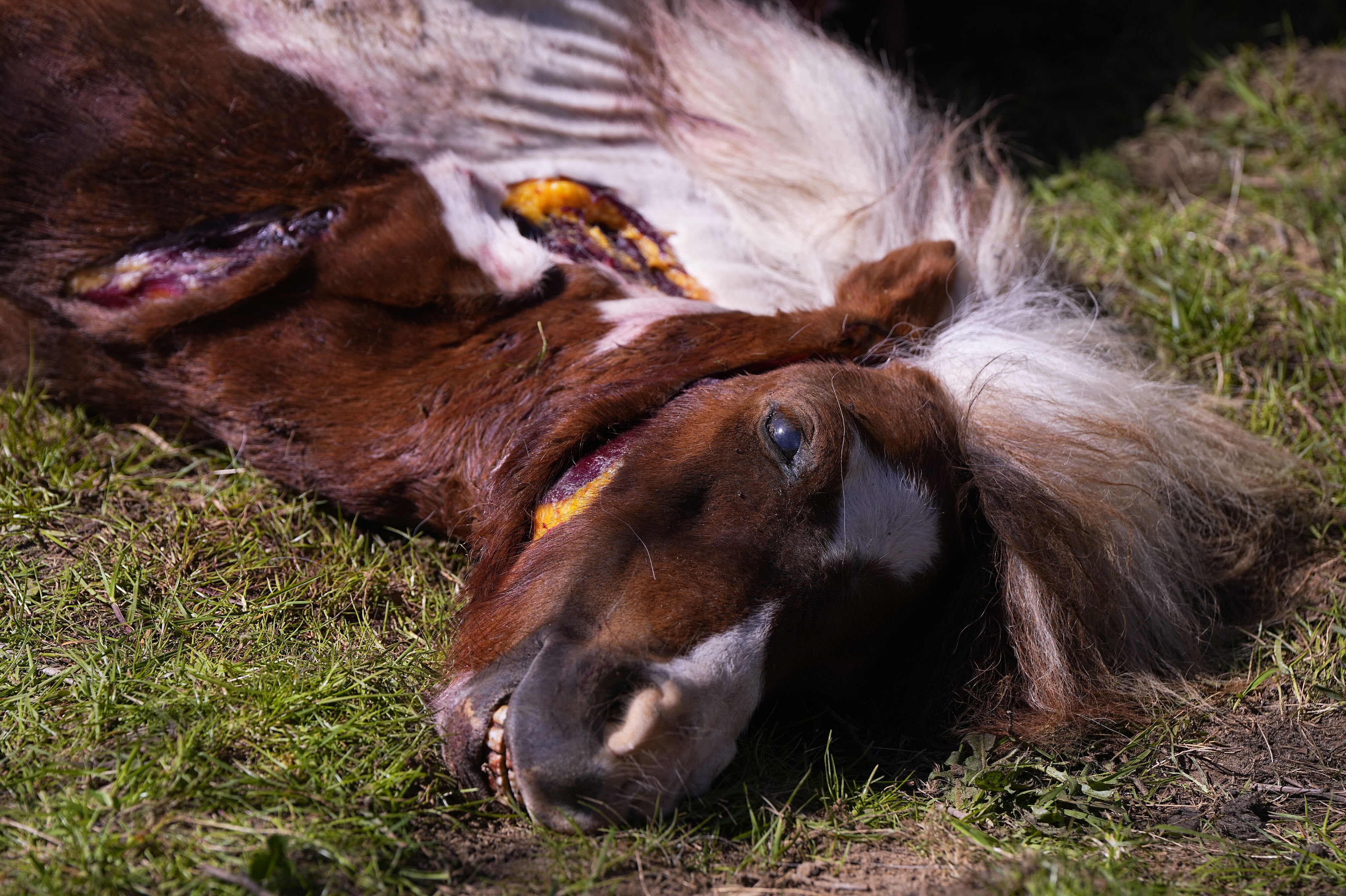 Det kan være en ulv, der har nedlagt endnu en pony ved en ejendom i Egtved i Sydjylland. Naturstyrelsen arbejder på at afklare, om det er tilfældet.