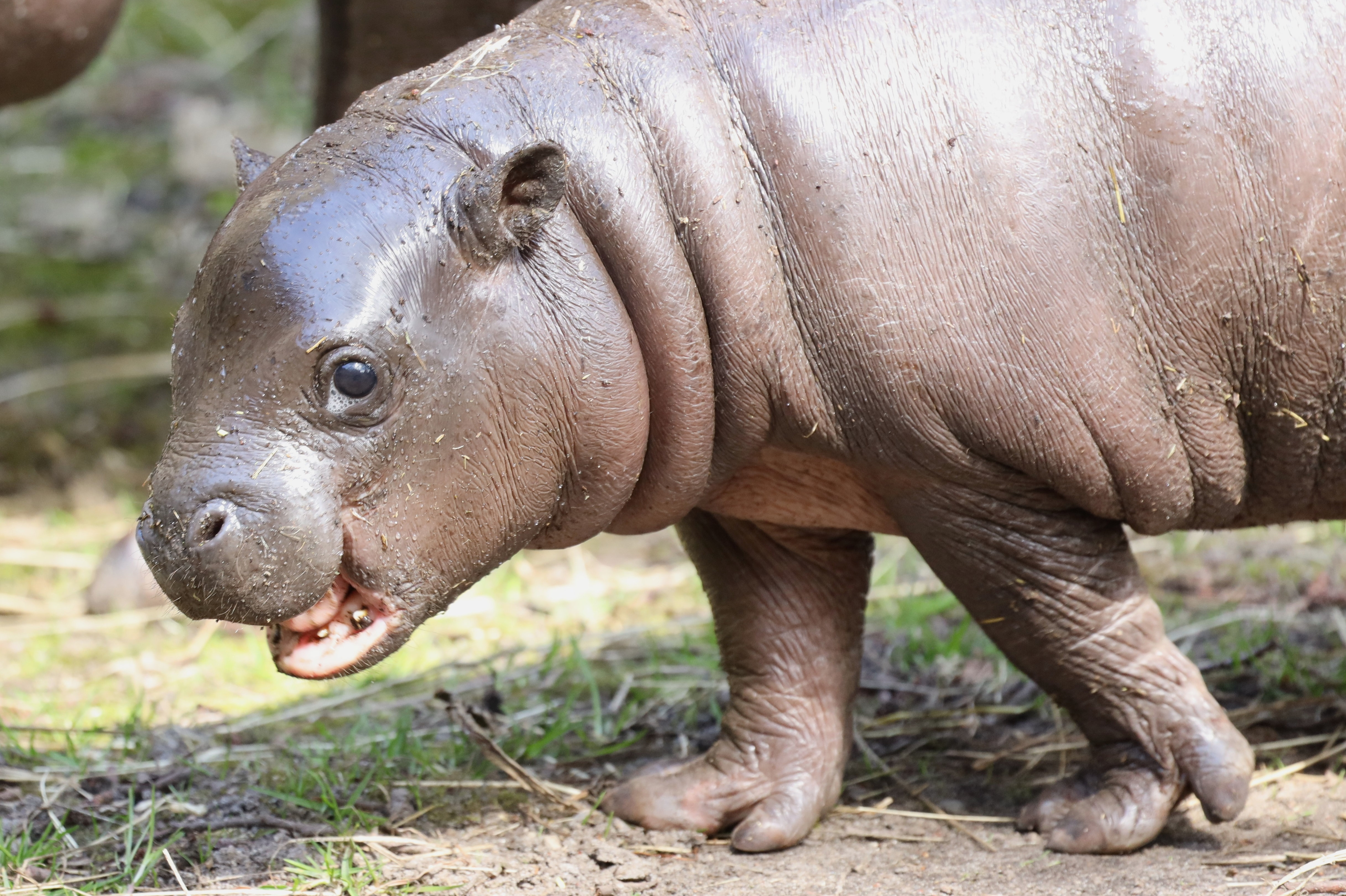 I Givskud Zoo har de budt velkommen til en ny dværgflodhest, der ses på billedet.