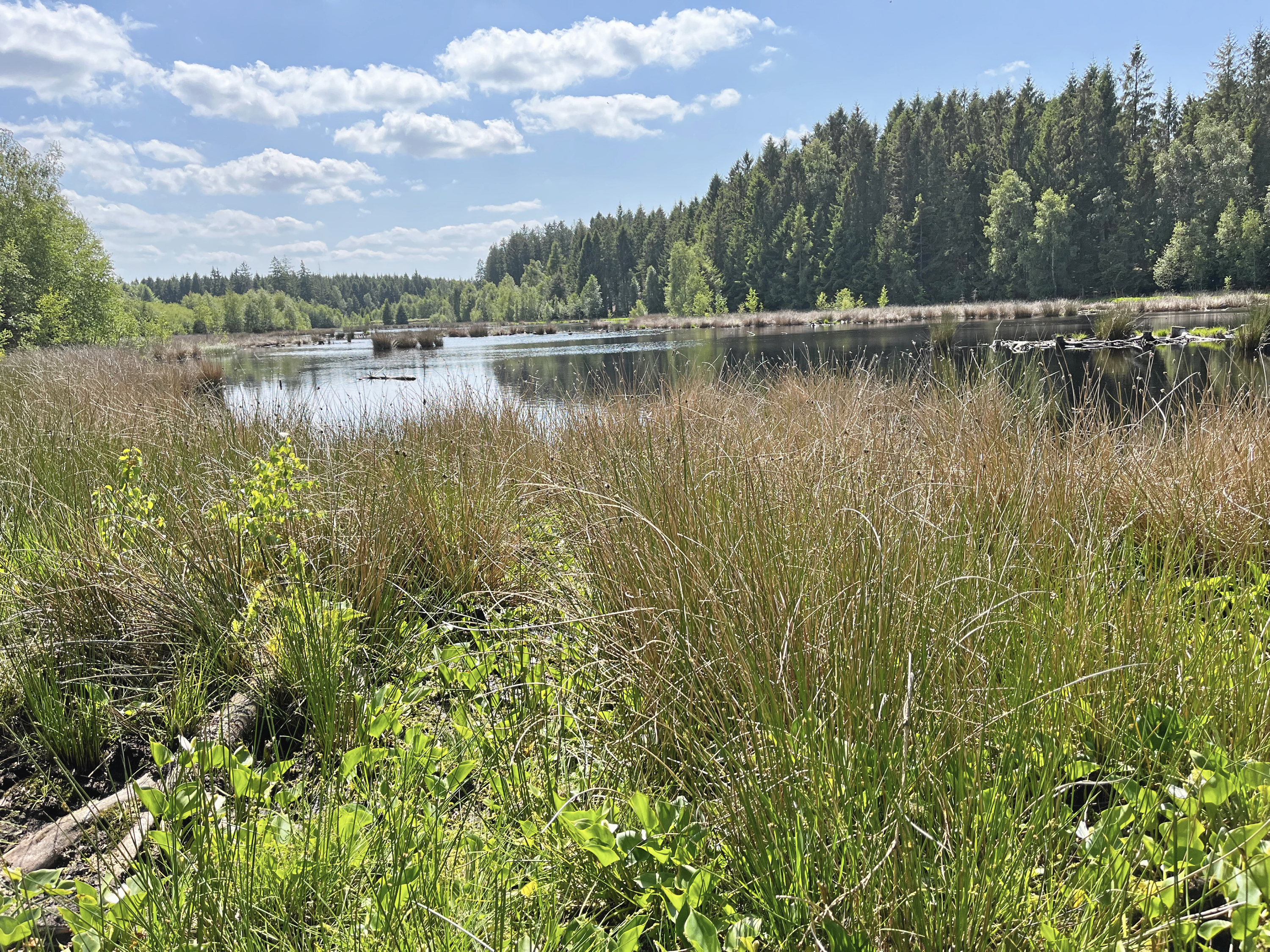 Naturnationalparken fik sine første nye "beboere" sidst i april.