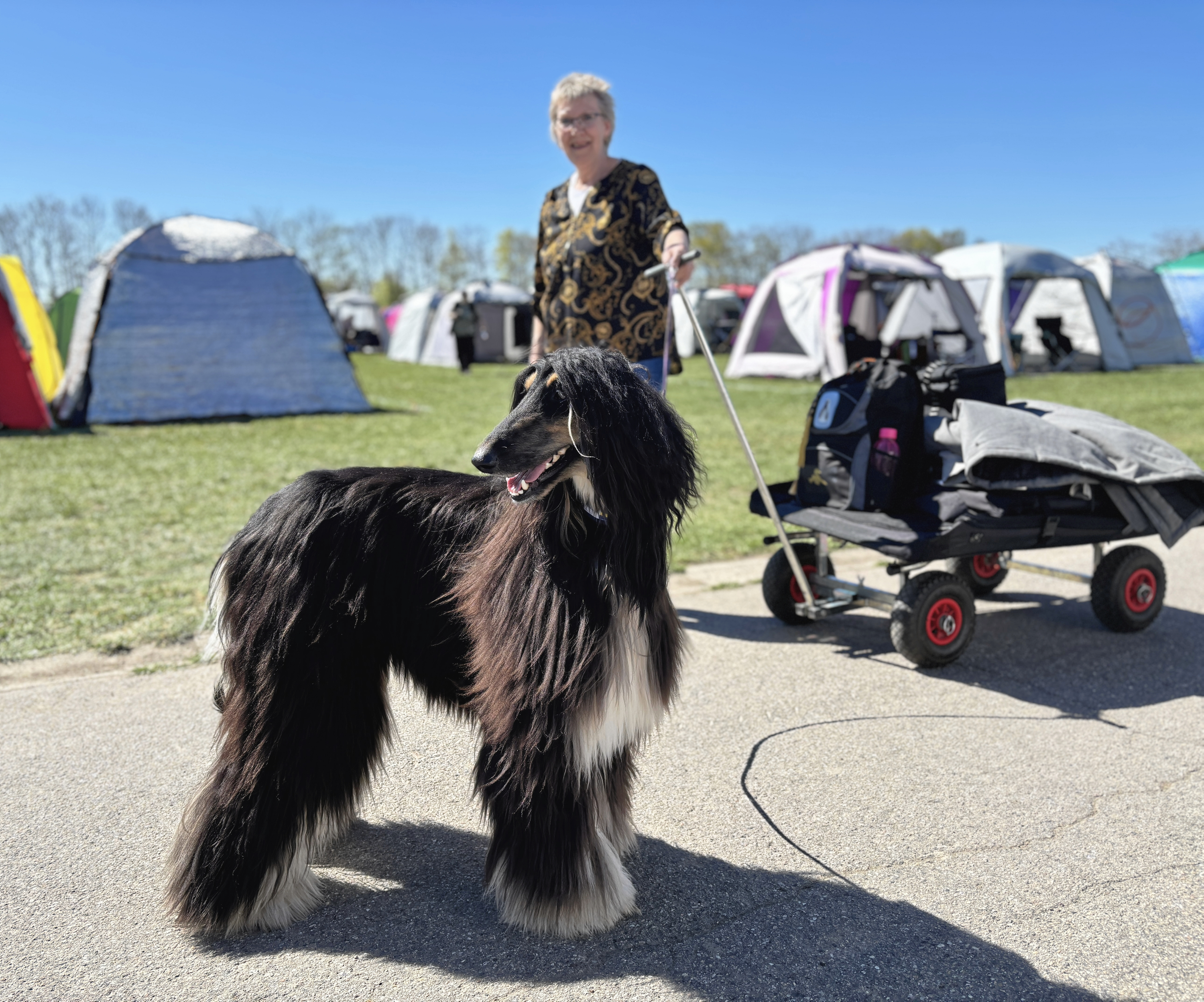 I weekenden indtager over 7000 hunde Dyrskuepladsen i Roskilde.